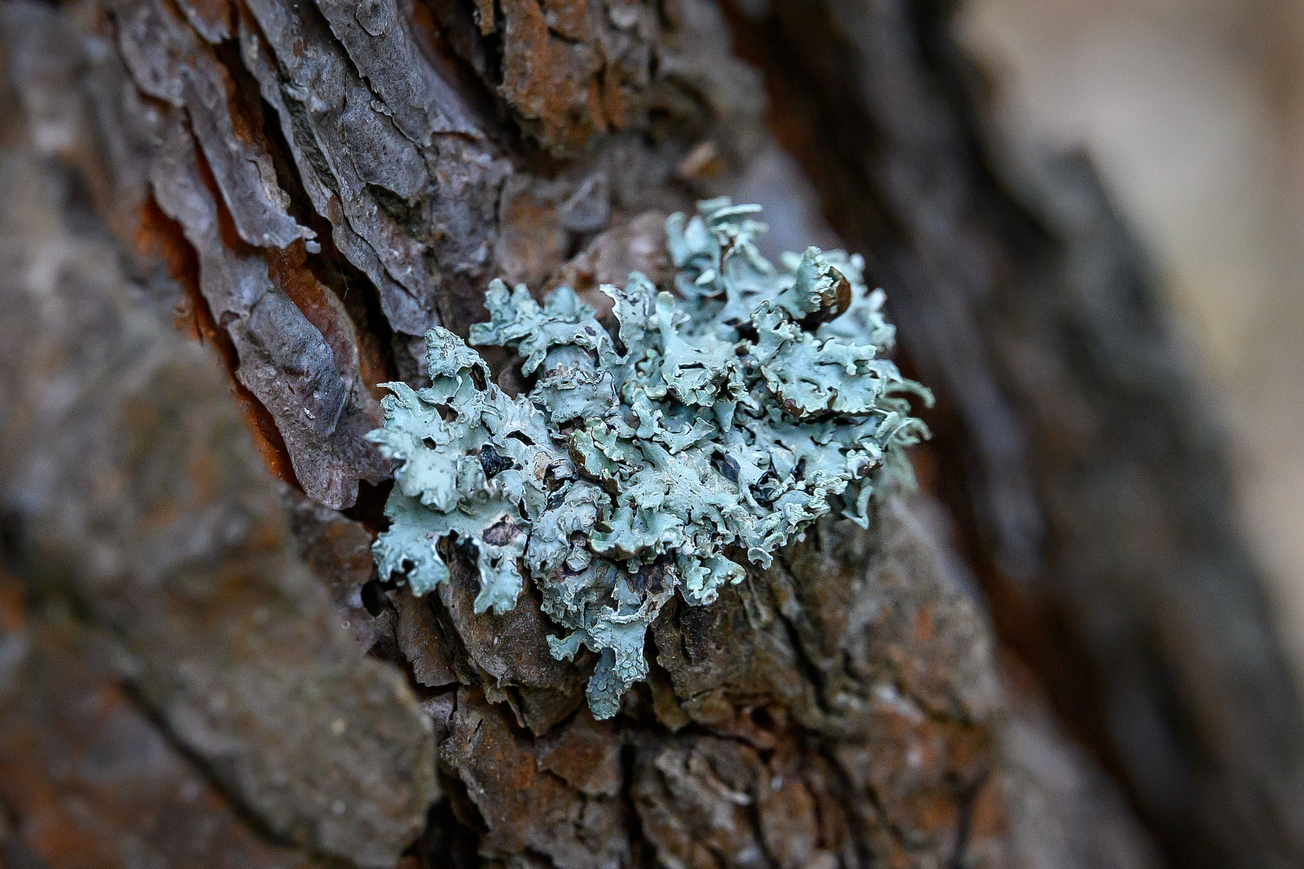 Осень. FotoGraf