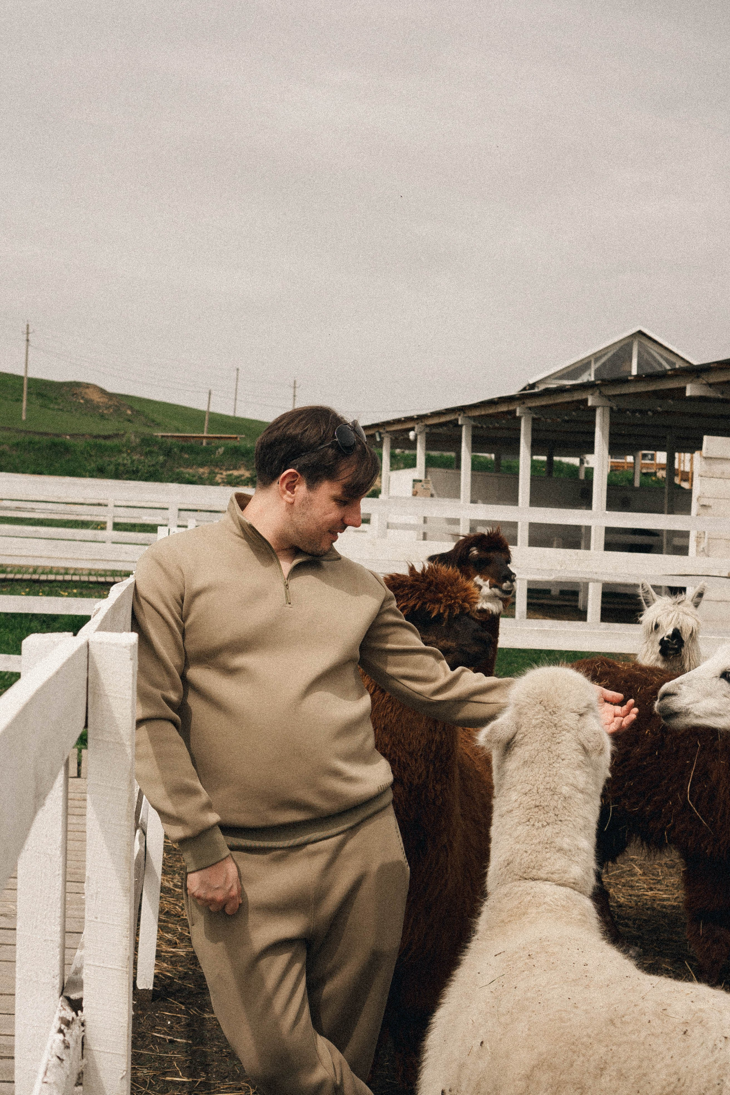 Ферма Альпак. Профессиональный фотограф, Санкт-Петербург — Виктория Богомолова
