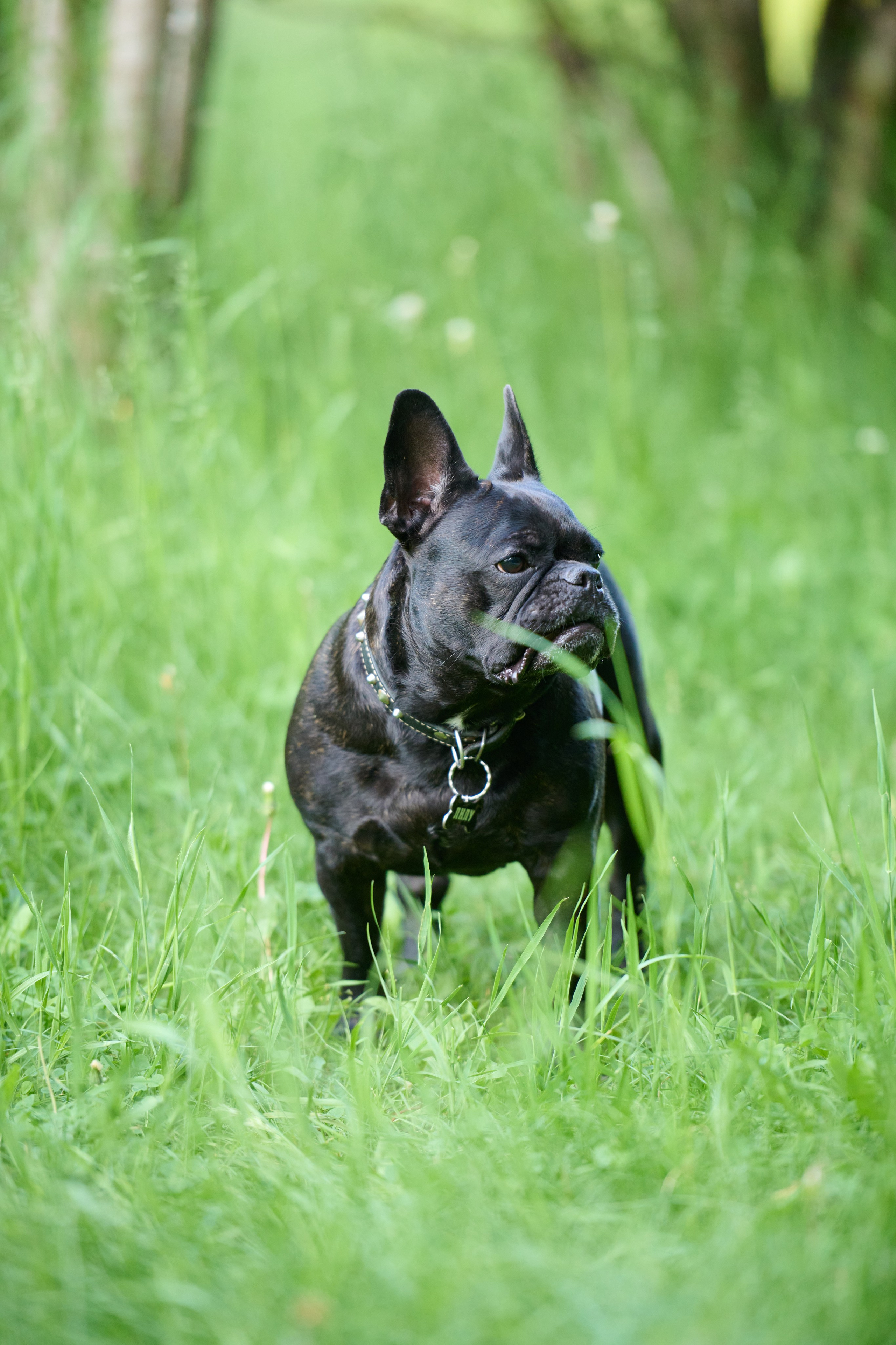 Семейная фотосессия с собакой. Репортажный и семейный фотограф — Шелихов Сергей