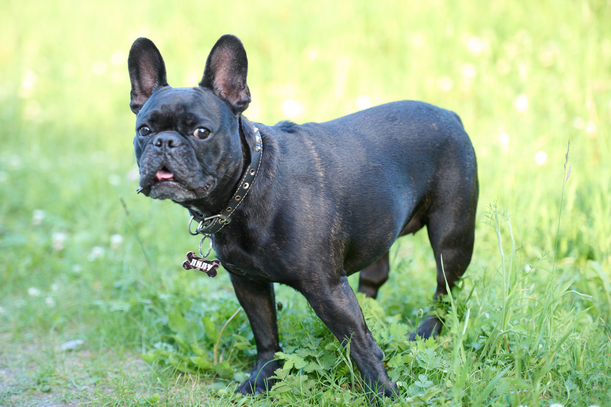 Семейная фотосессия с собакой. Репортажный и семейный фотограф — Шелихов Сергей