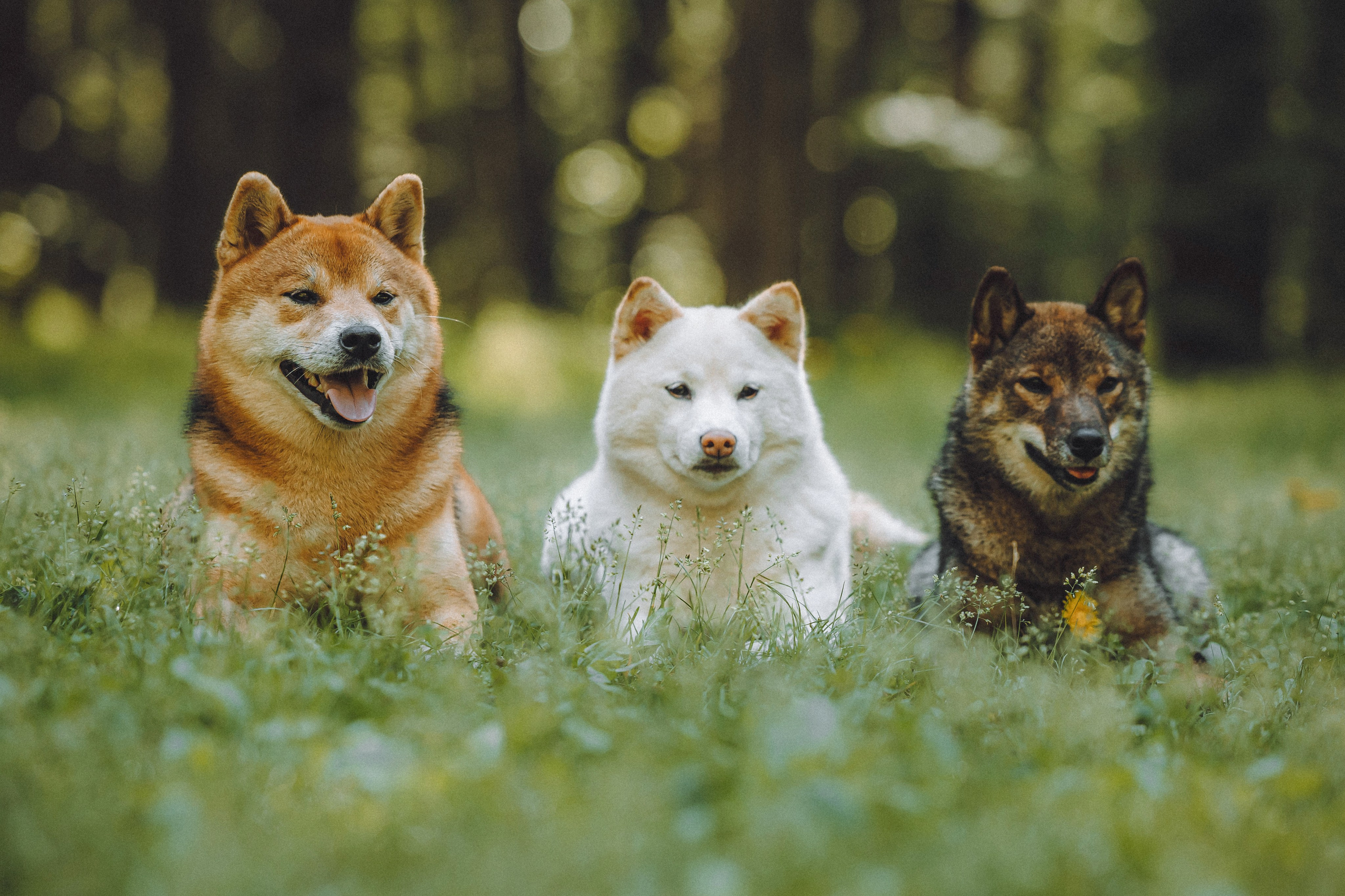 Шед, Цири, Чиби, Цера и их семья