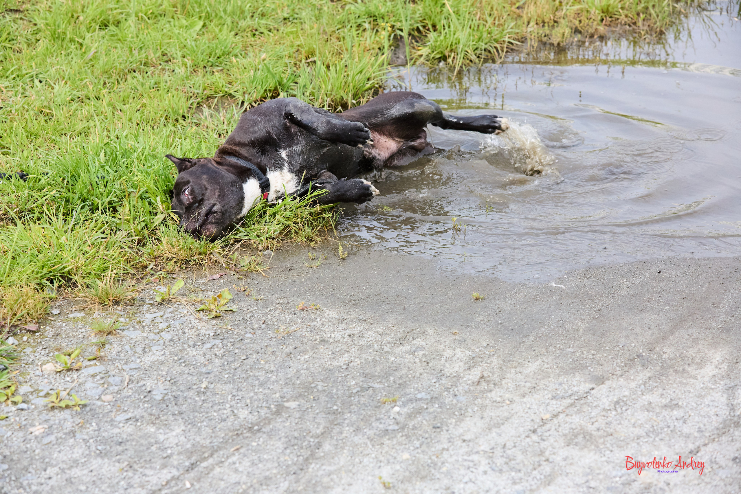 Проект фотопрогулка с хвостиком. Buyvolenko Andrey