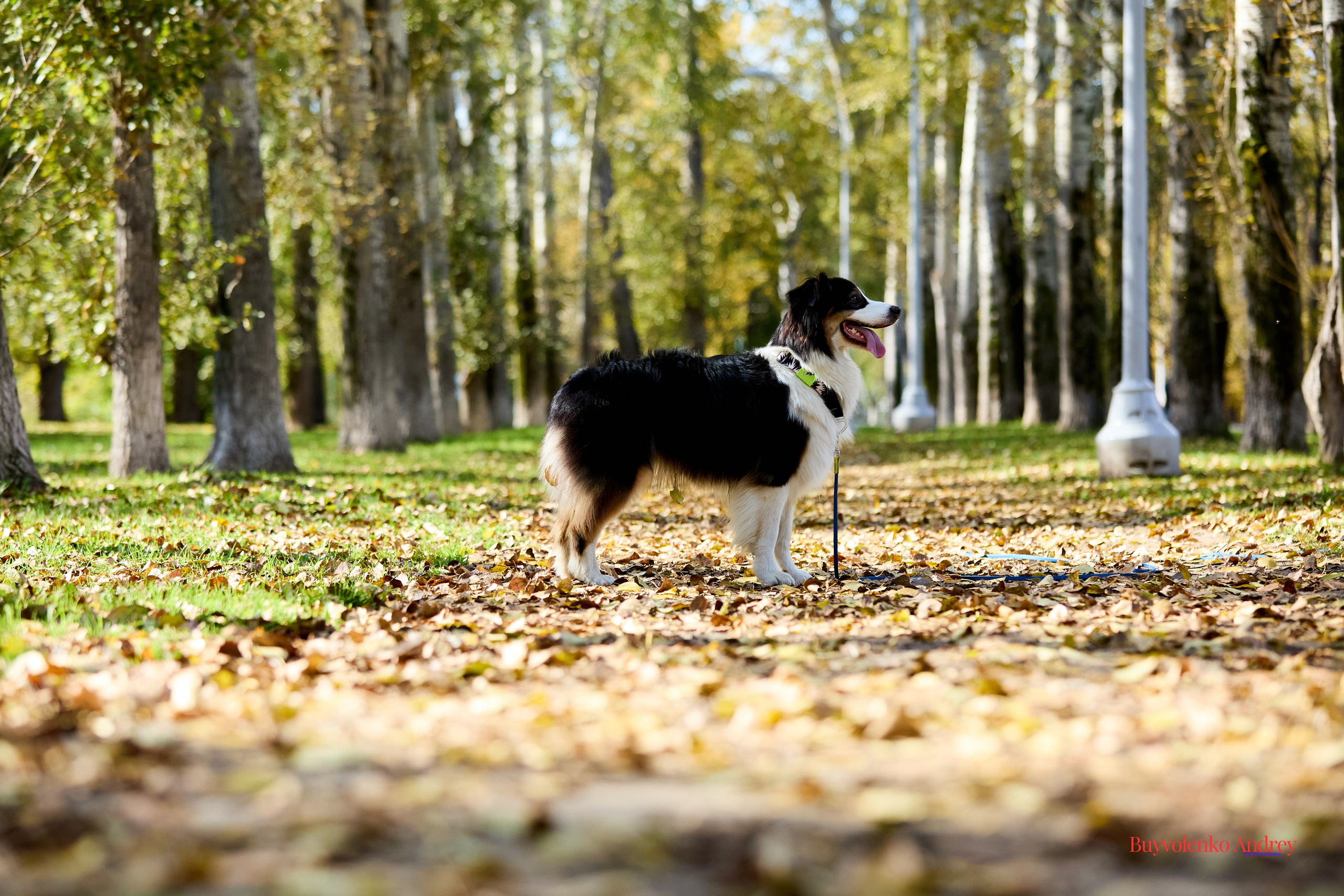 Басенджи и Аусси 21.09.2025. Buyvolenko Andrey