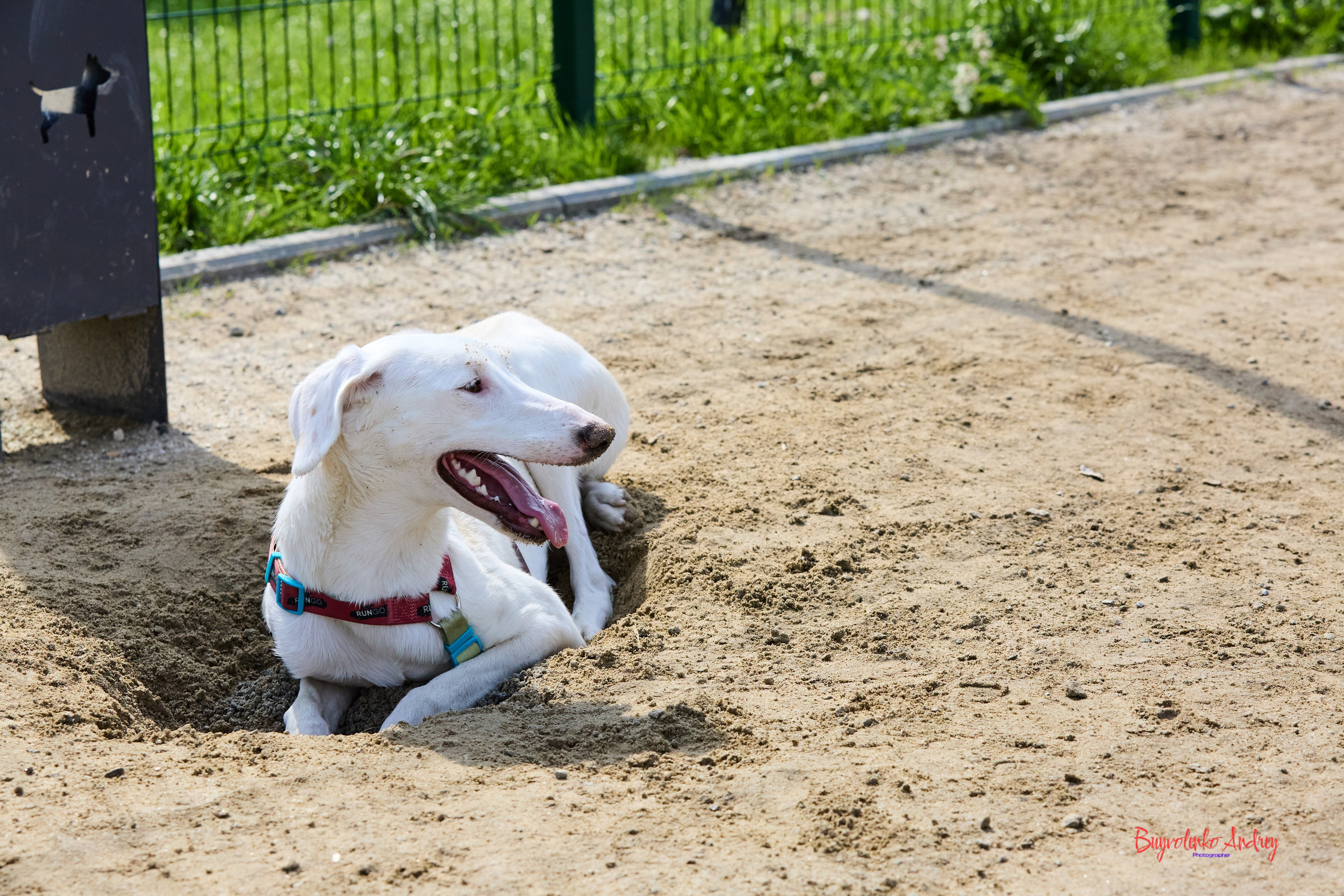 Проект фотопрогулка с хвостиком. Buyvolenko Andrey