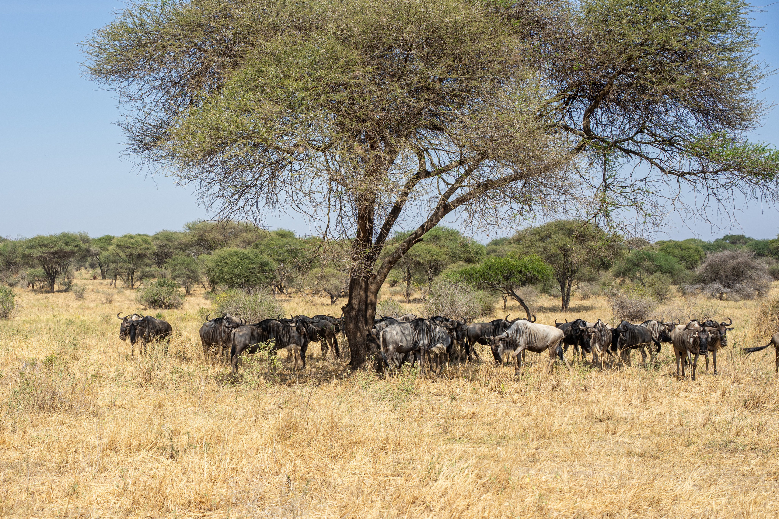 Танзания, сафари, 2025. Творческие сьемки