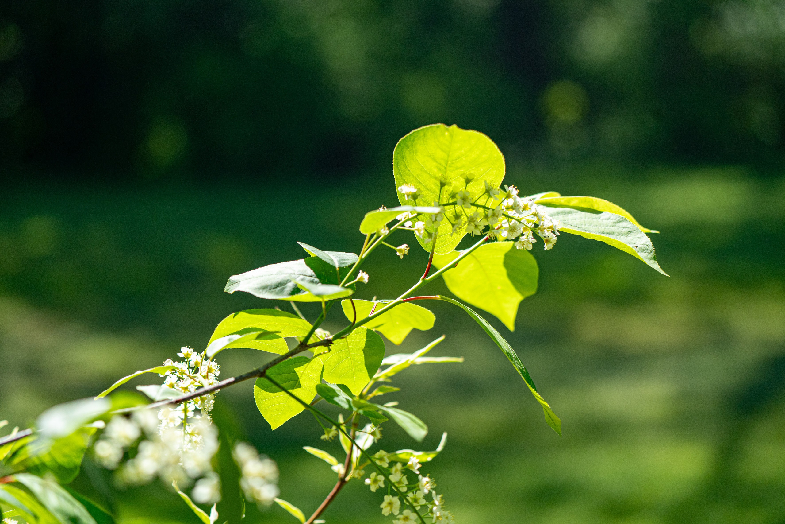 Гольф. Фотограф-видеограф Александр Корнев
