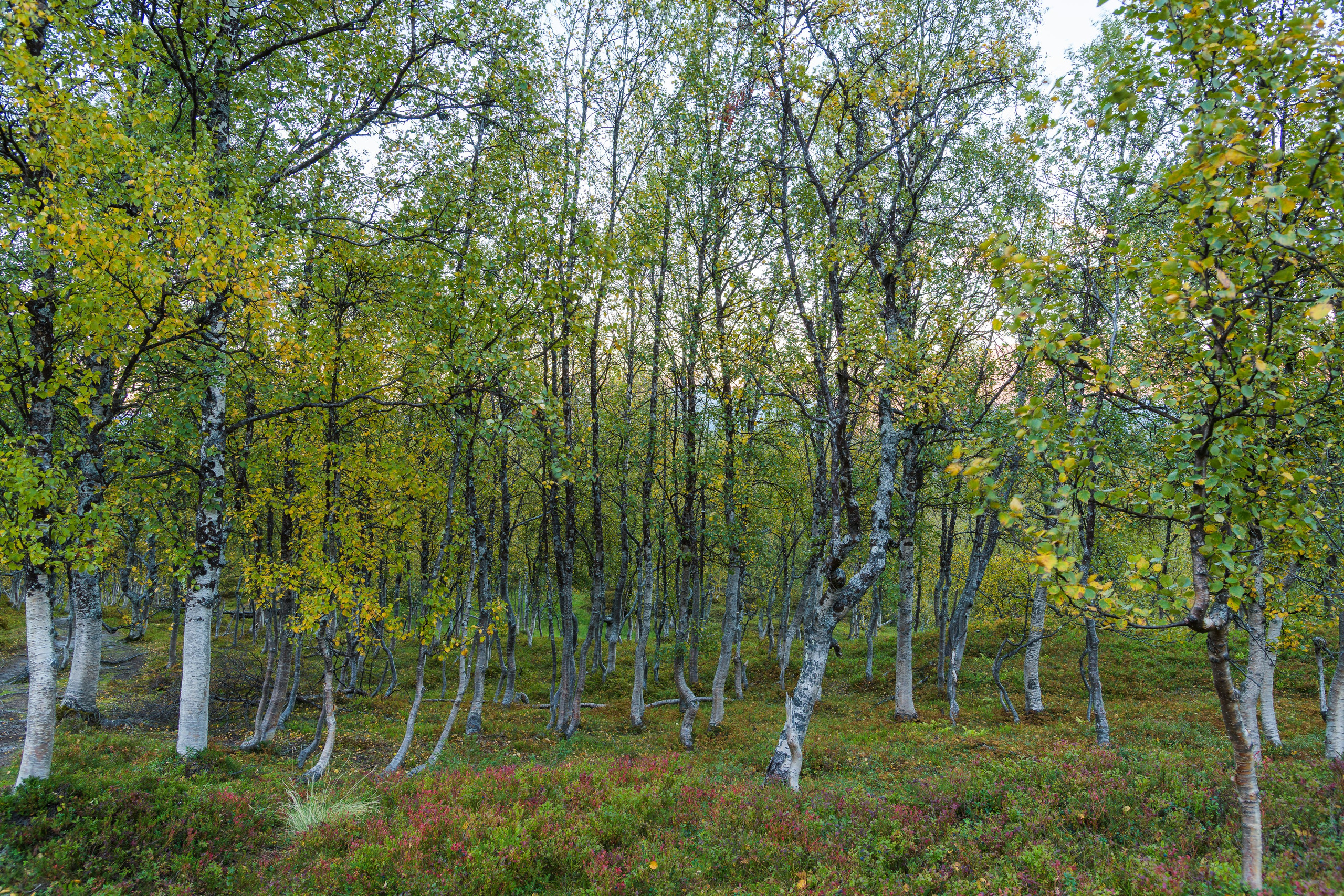 Норвегия. Северные Ночи