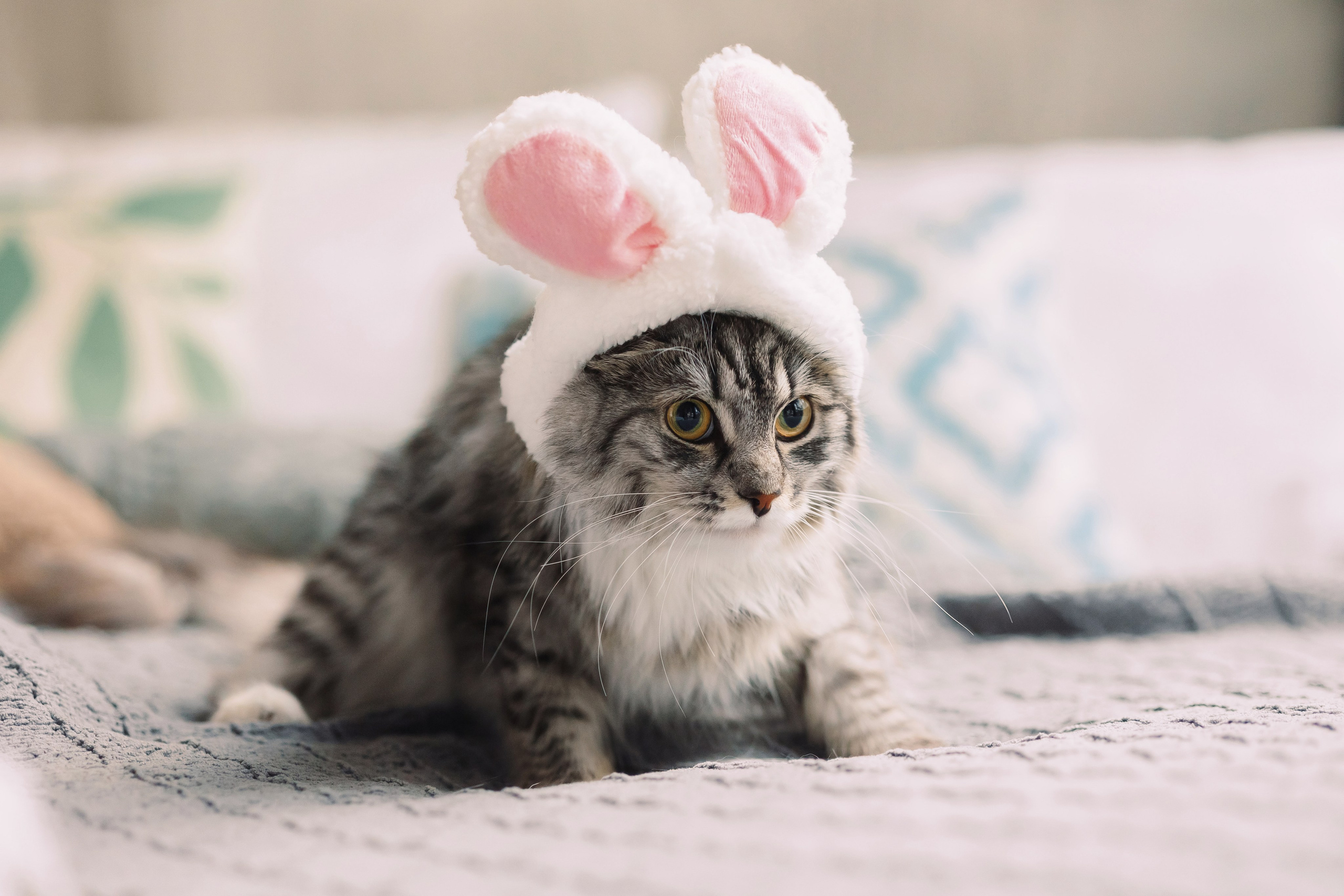 Магазин Friend of mine. Фотограф-анималист Елена Радченко, Москва