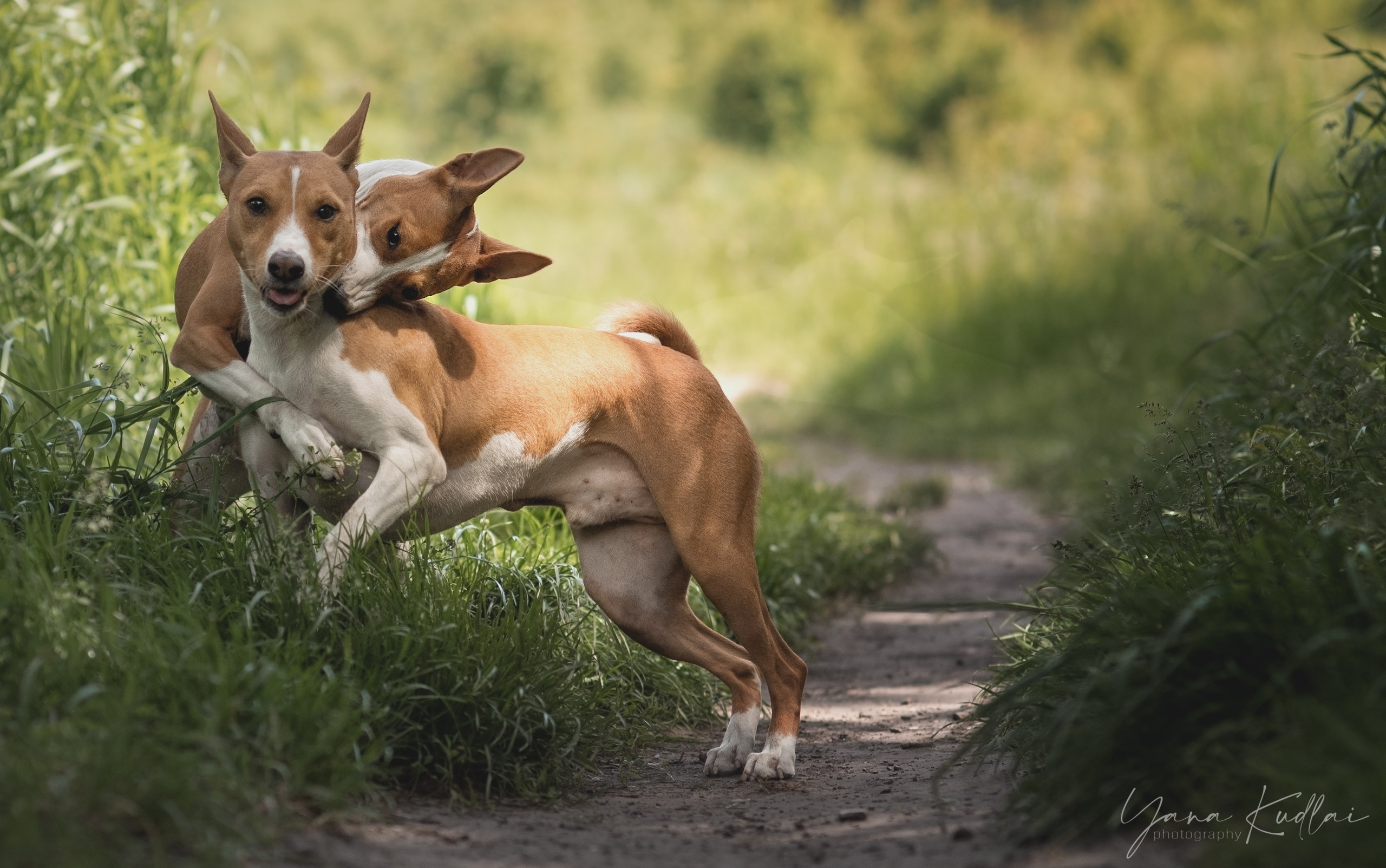Два неугомонных бассенджи — Ива и Икс. Фотограф анималист Ставрополь Яна Кудлай