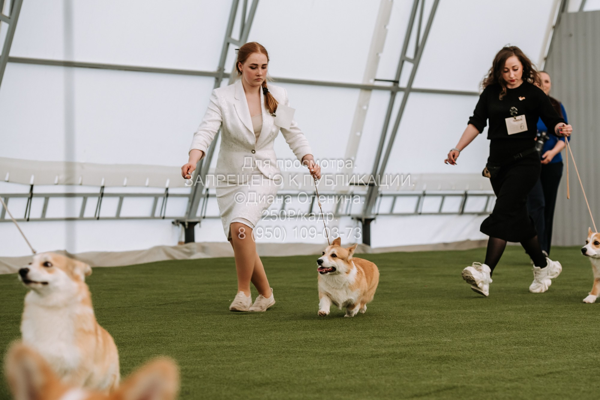 Выставка собак Красноярск 2.06. Фотограф Диана Оленина Красноярск / Братск