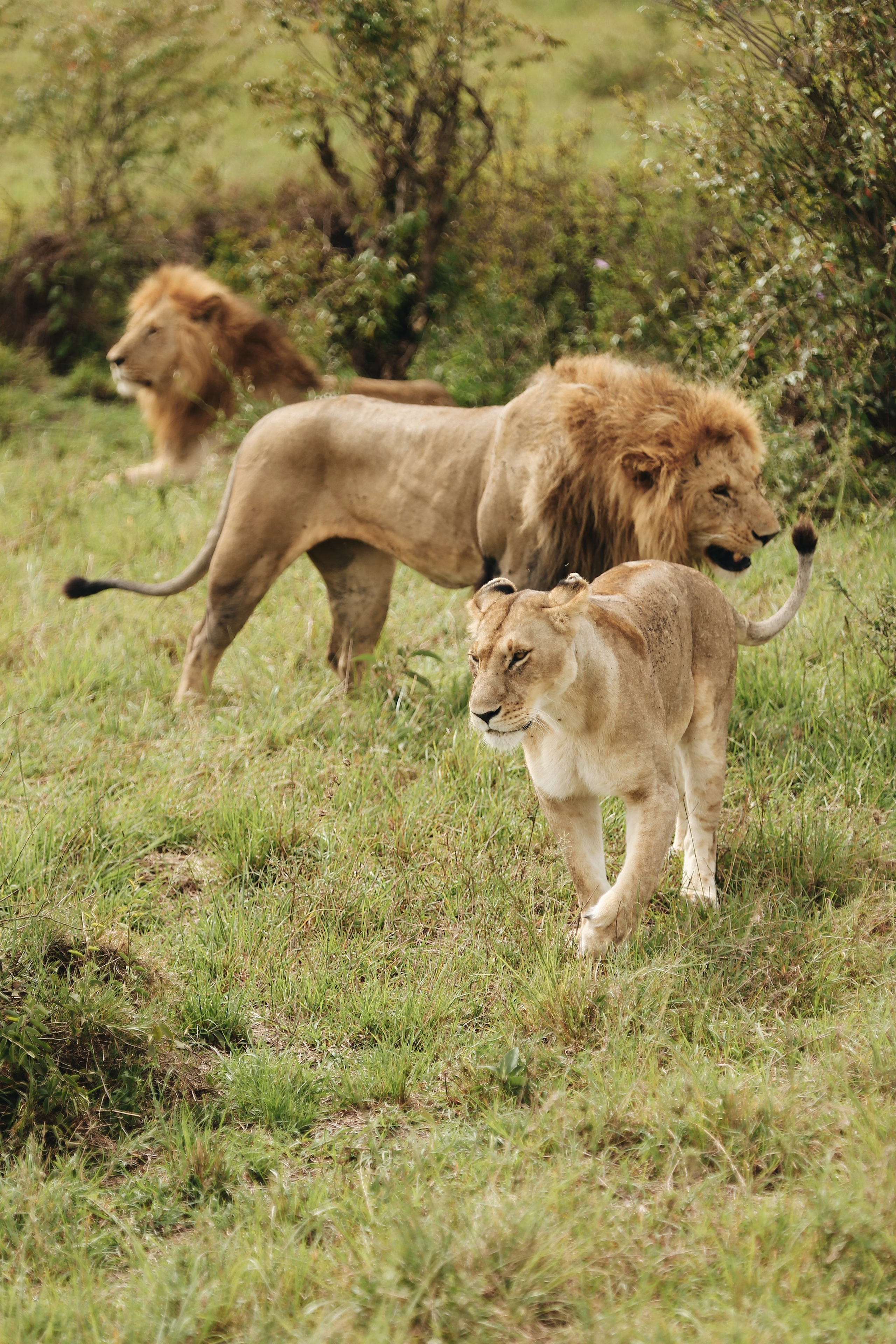 Kenya. Safari. Ekaterina Buneeva Photography