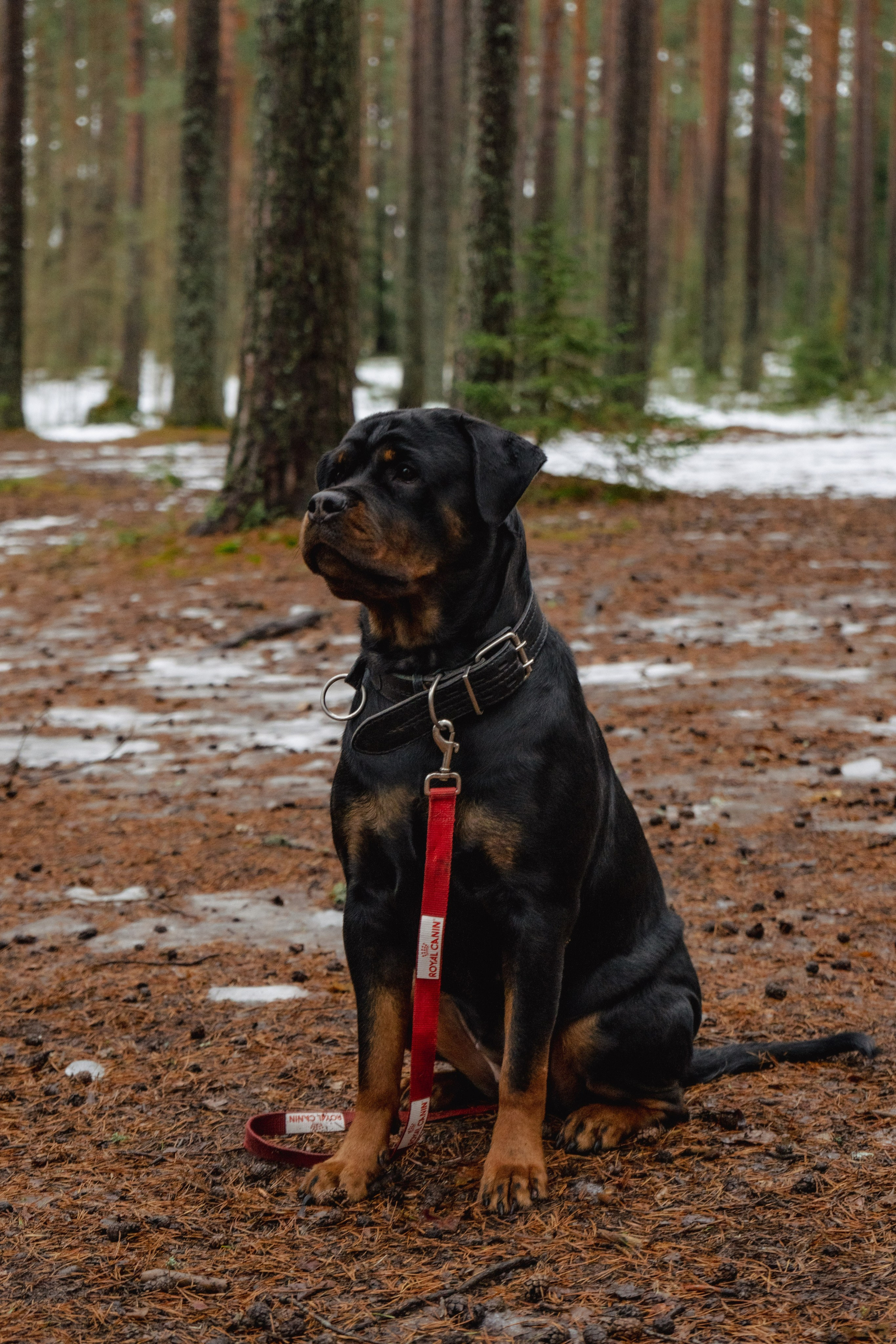 Фотосессии Пушистиков. Фотограф в Санкт-Петербурге Виктория Барышникова