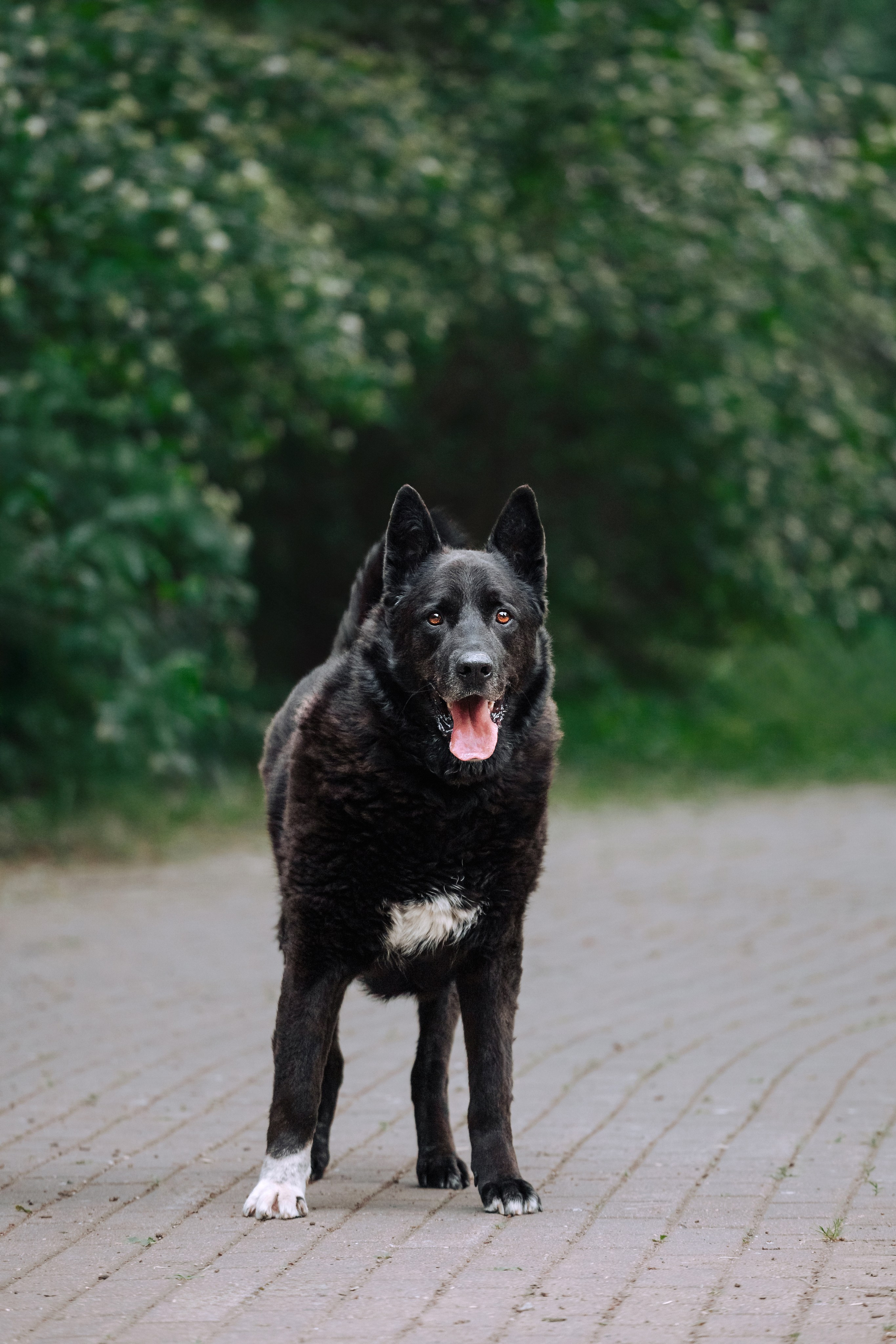 Собаки из приюта Дубовая роща лето 2025. Фотограф-анималист Татьяна Степанова