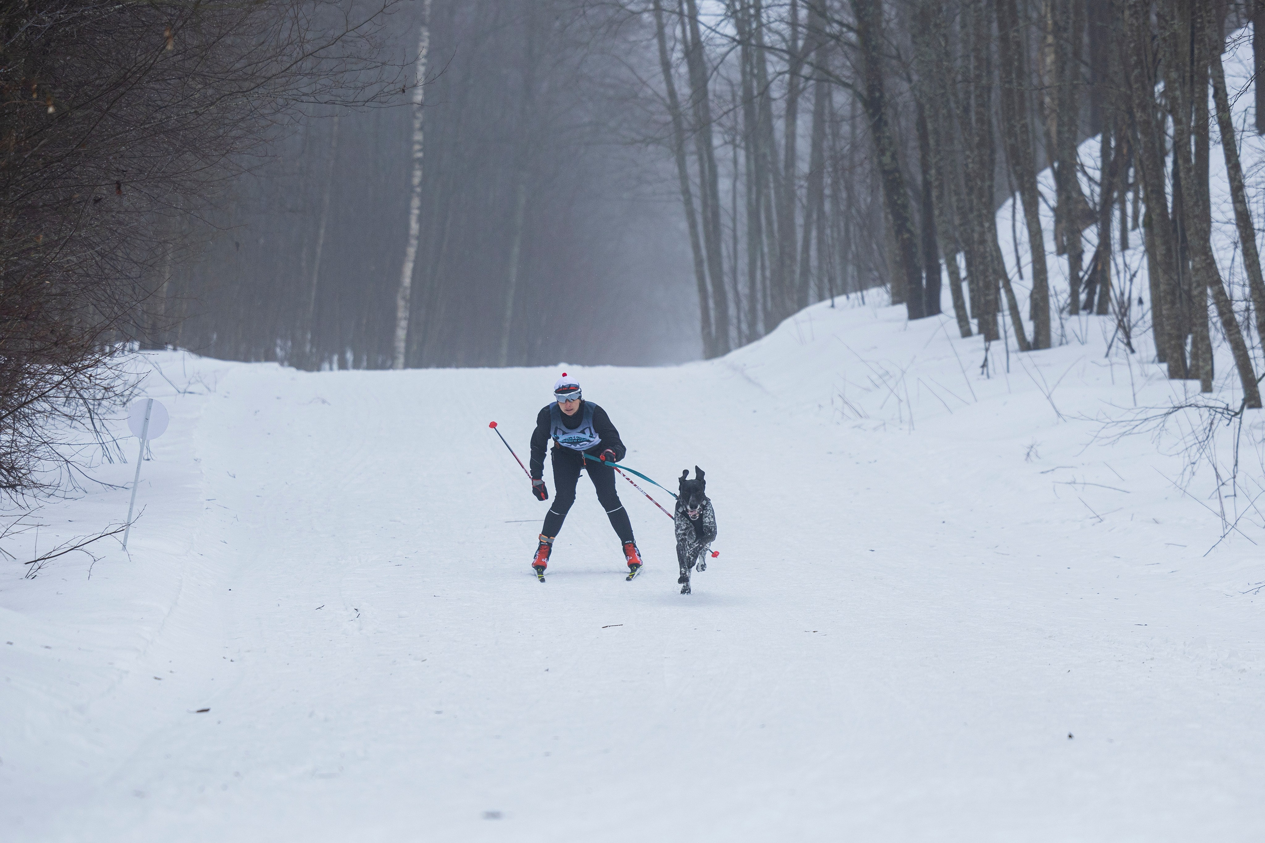 Зимний Чемпионат Санкт-Петербурга по ездовому спорту. Фотограф-анималист Анна Маринич