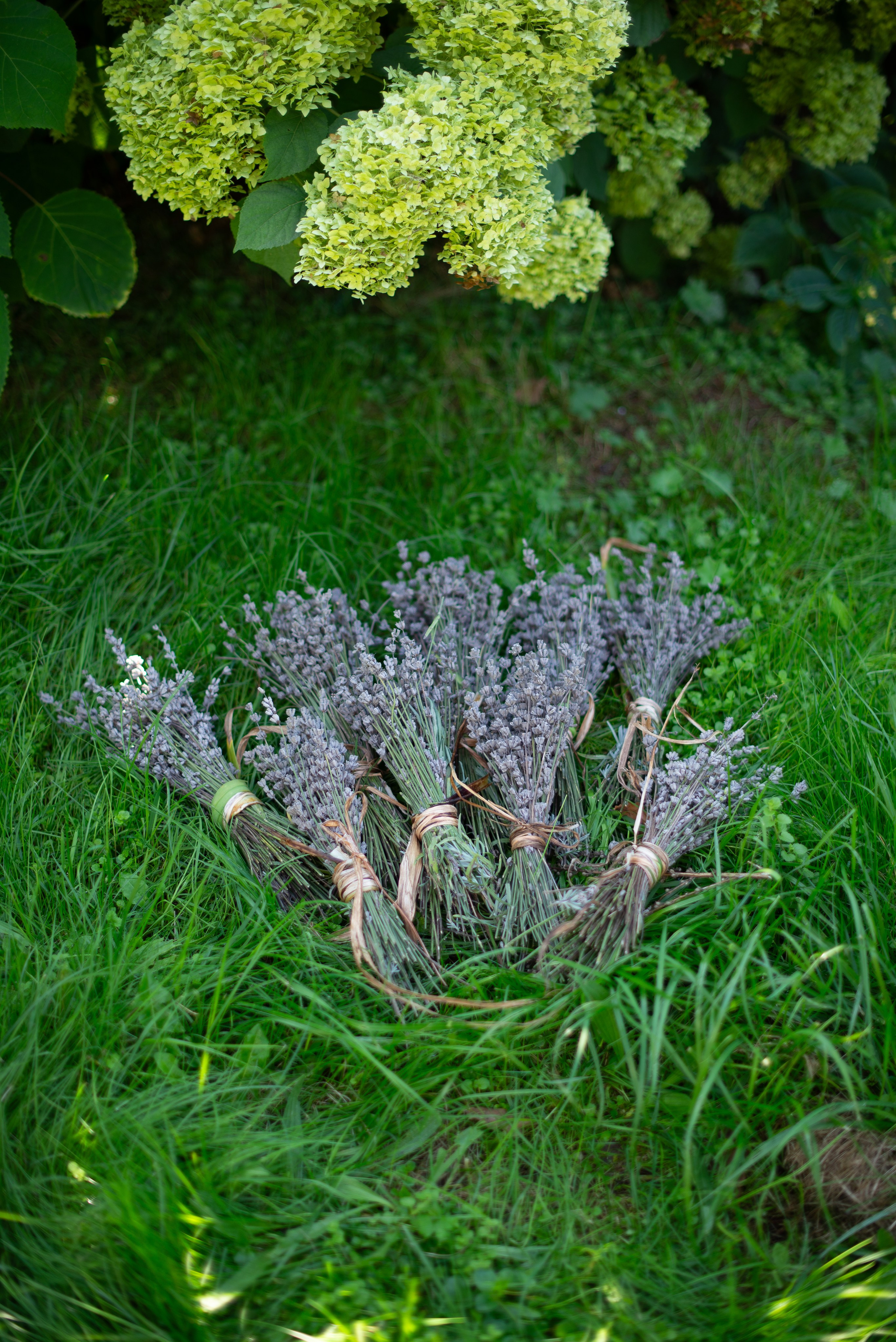 Цветы сада МГУ. Victoria Radjevna Репортажный Фотограф — Видеограф Москва • Санкт-Петербург
