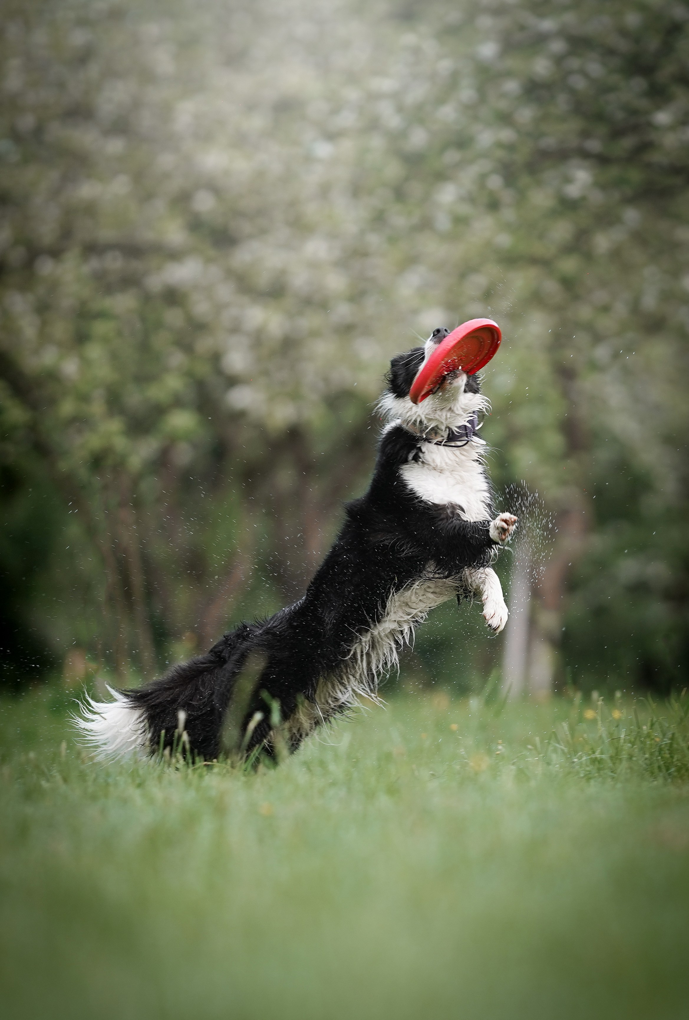Юля, ее мама и Груша. Фотограф-анималист в Санкт-Петербурге Яна Мартынова