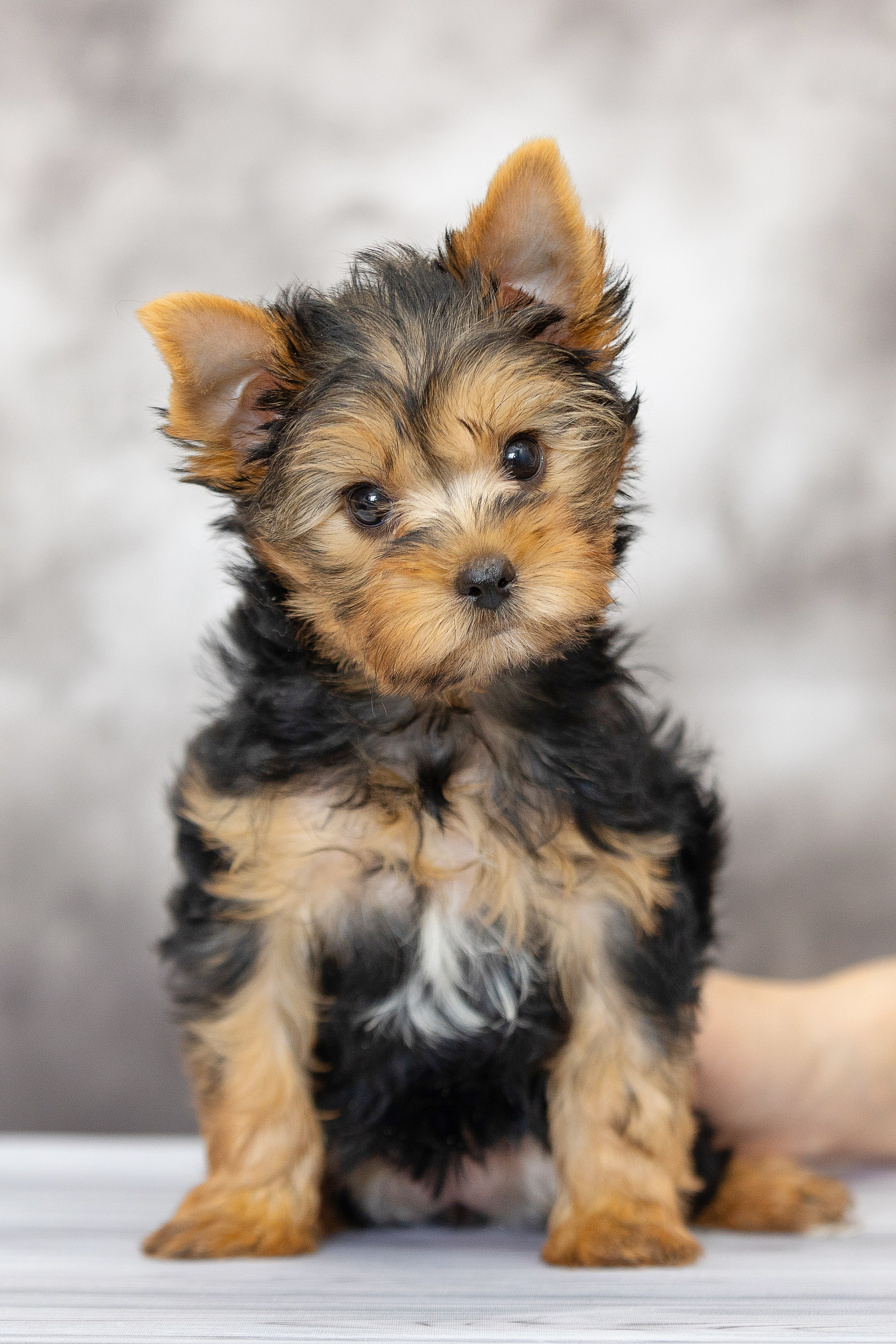 Щенки. Slavilada-Лапки. Свет. Любовь… Профессиональная фотосессия питомцев Для памяти, пристройства и продажи. Хабаровск