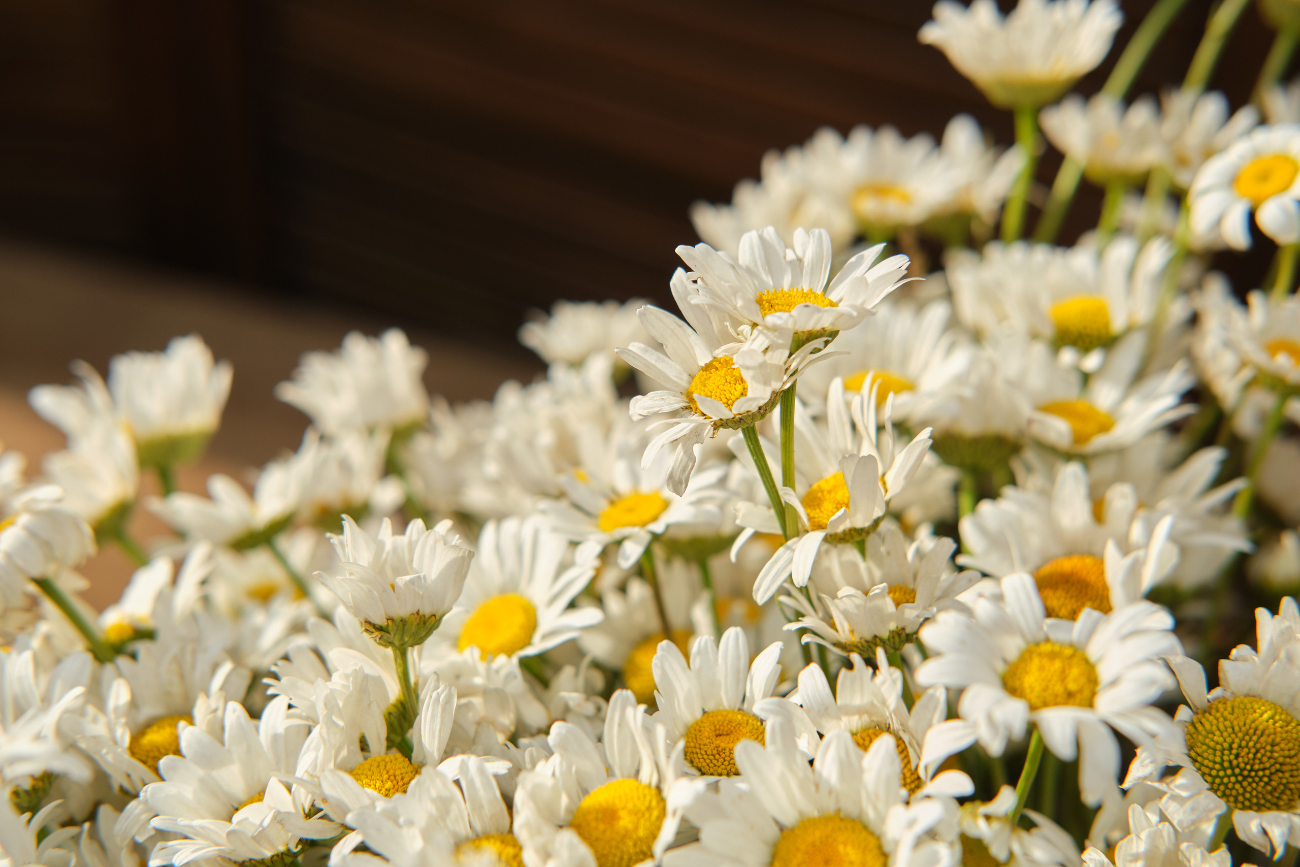 День семьи, любви и верности 2022. Фотограф в Новокузнецке Анна Абузярова