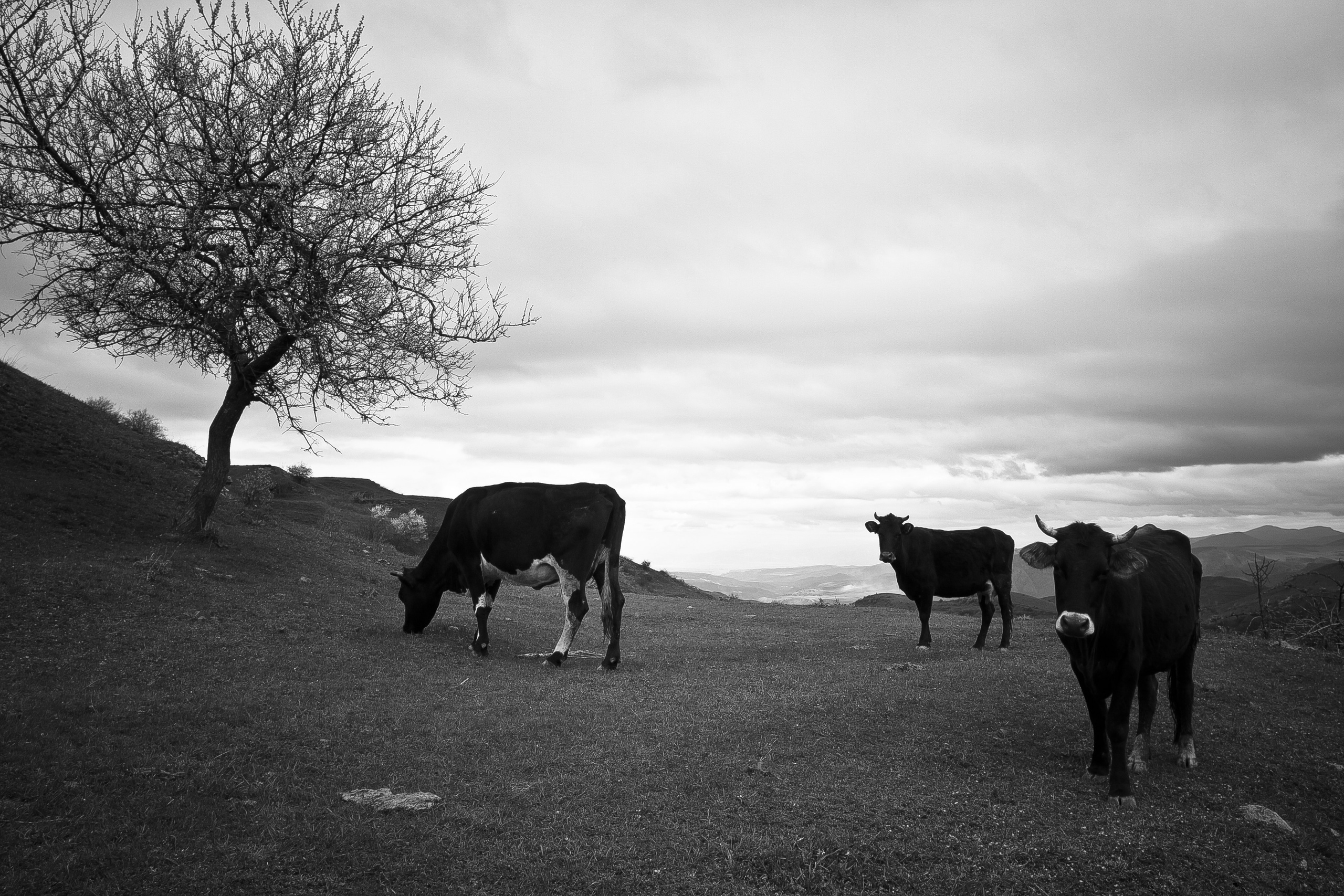 Армения. Двадцать лет спустя. Репортажный фотограф во Всеволожске и Санкт-Петербурге Владимир Капустин