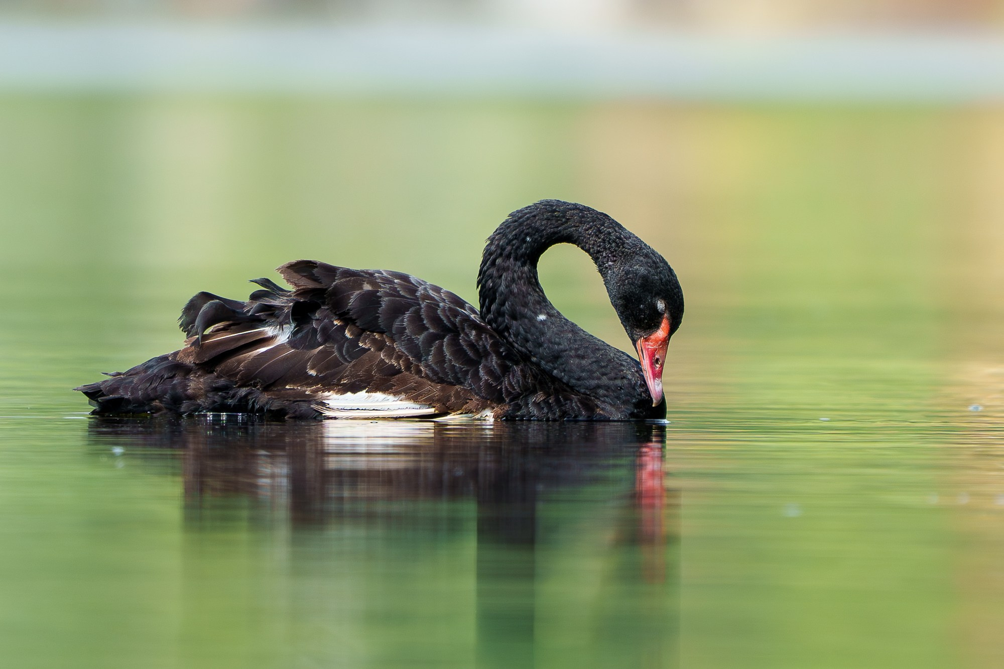 Удивительные мир птиц. Вокруг нас столько прекрасного — присмотритесь!. Ваш личный фотограф Марина Волкова