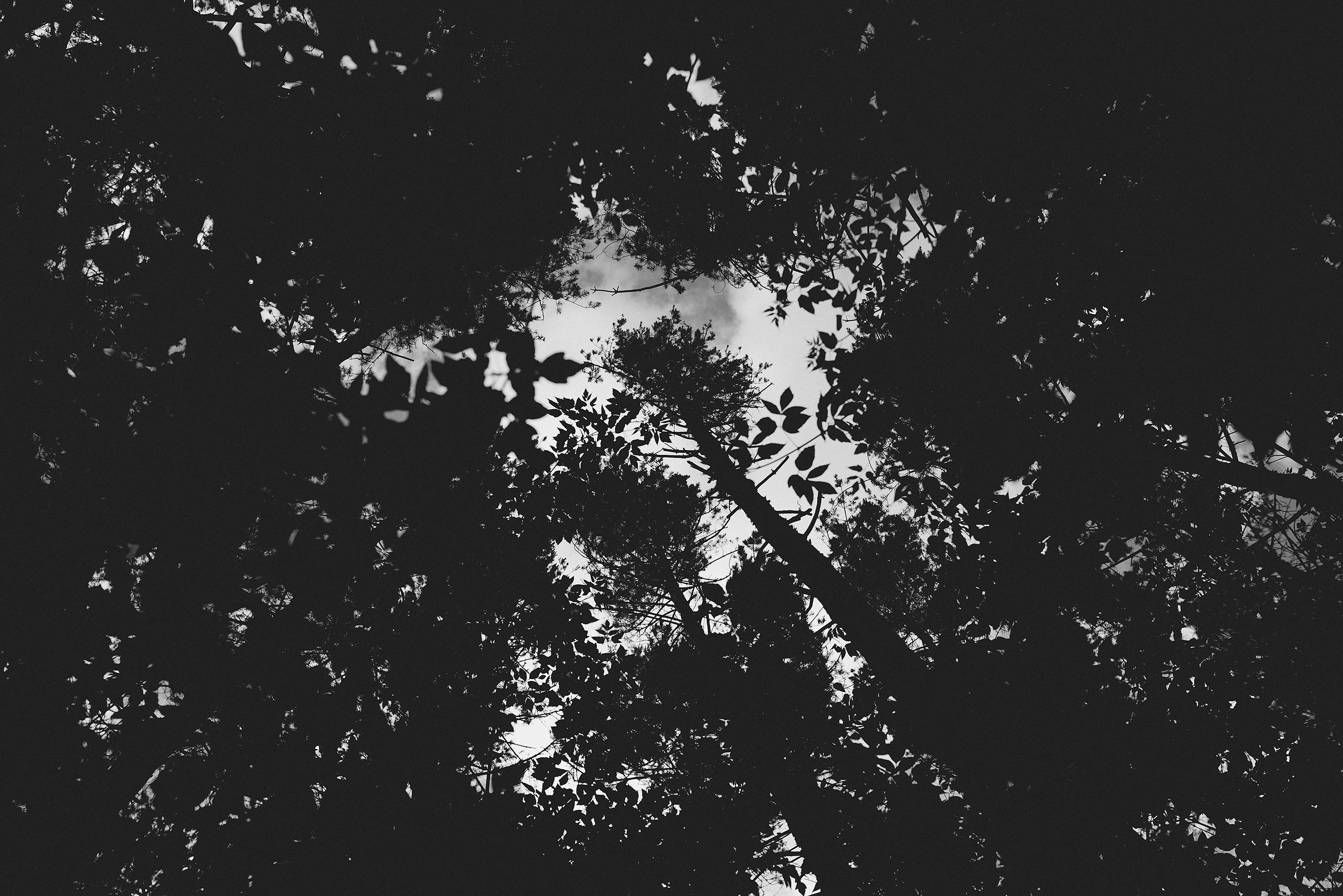 В лесу. Фотограф Владимир Орлов