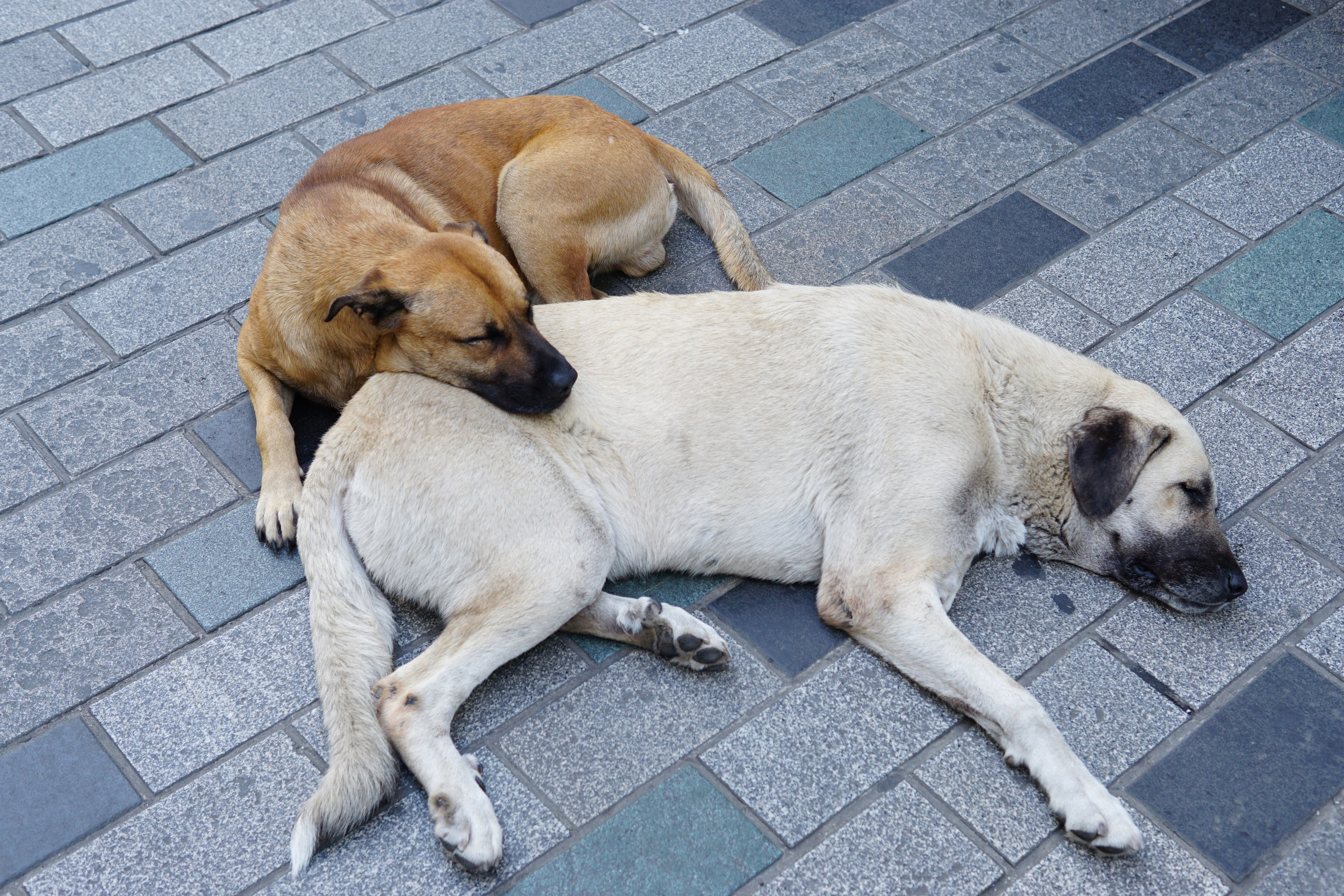 Стамбул. Фотограф в Москве Юлия Першина