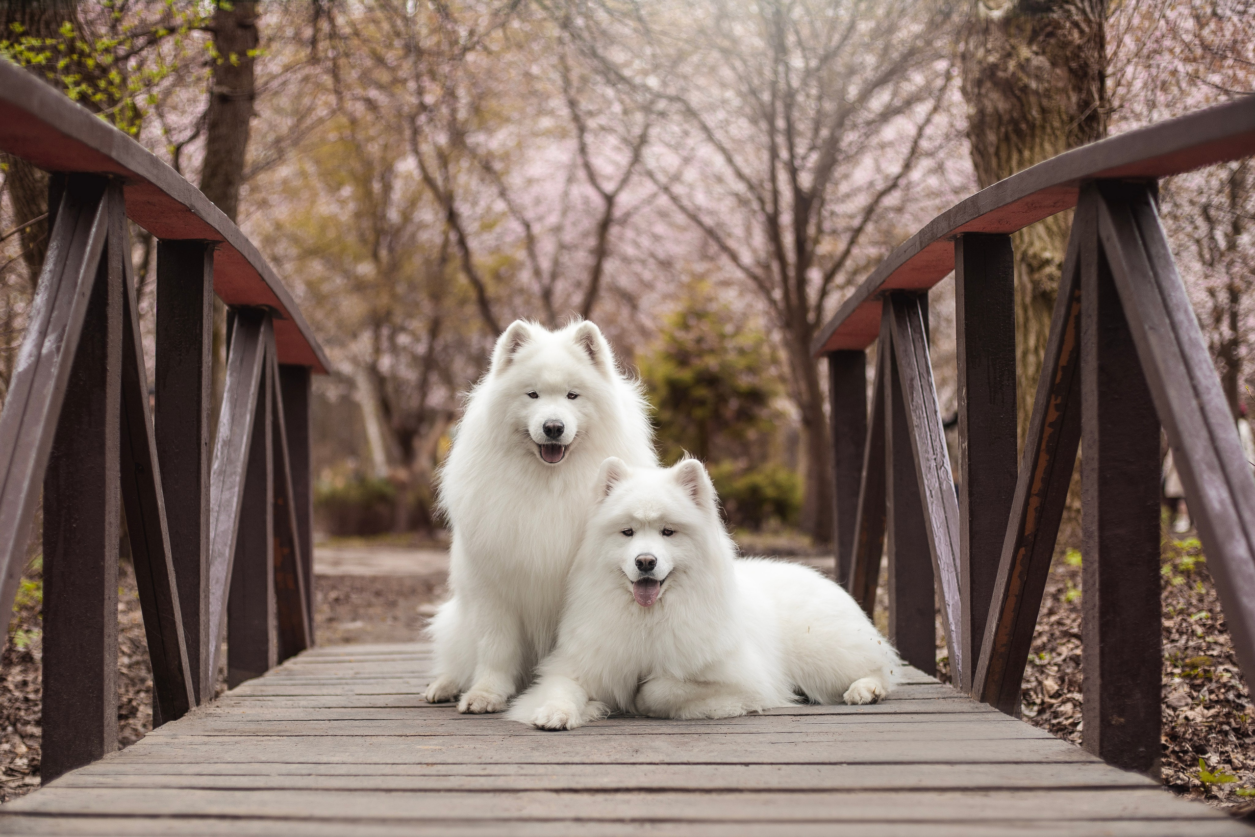 Фото собак, животных весной. Фотограф анималист в Москве Майорова Евгения