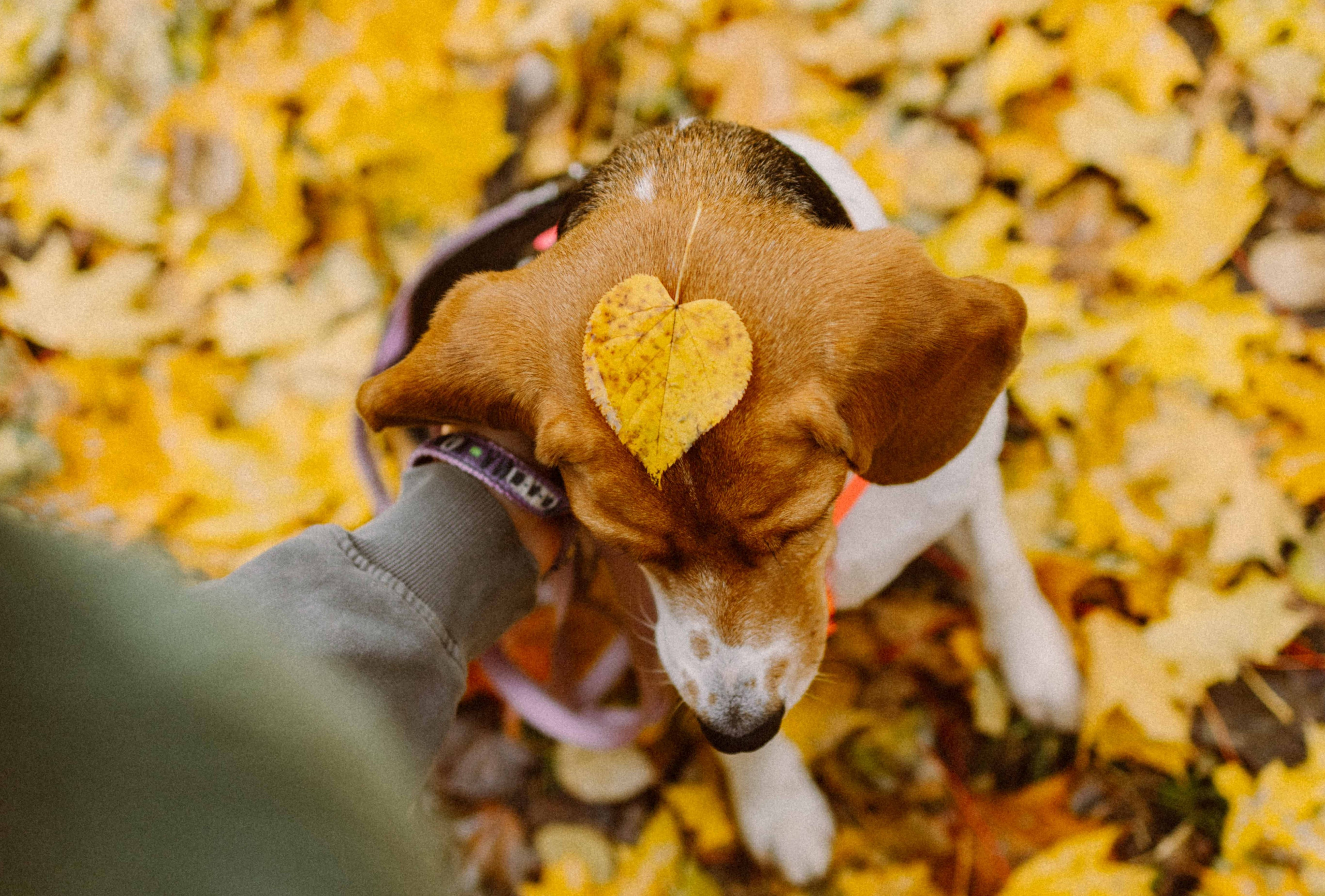 Света и Ива. Фотограф-анималист в Москве Лера Черноног