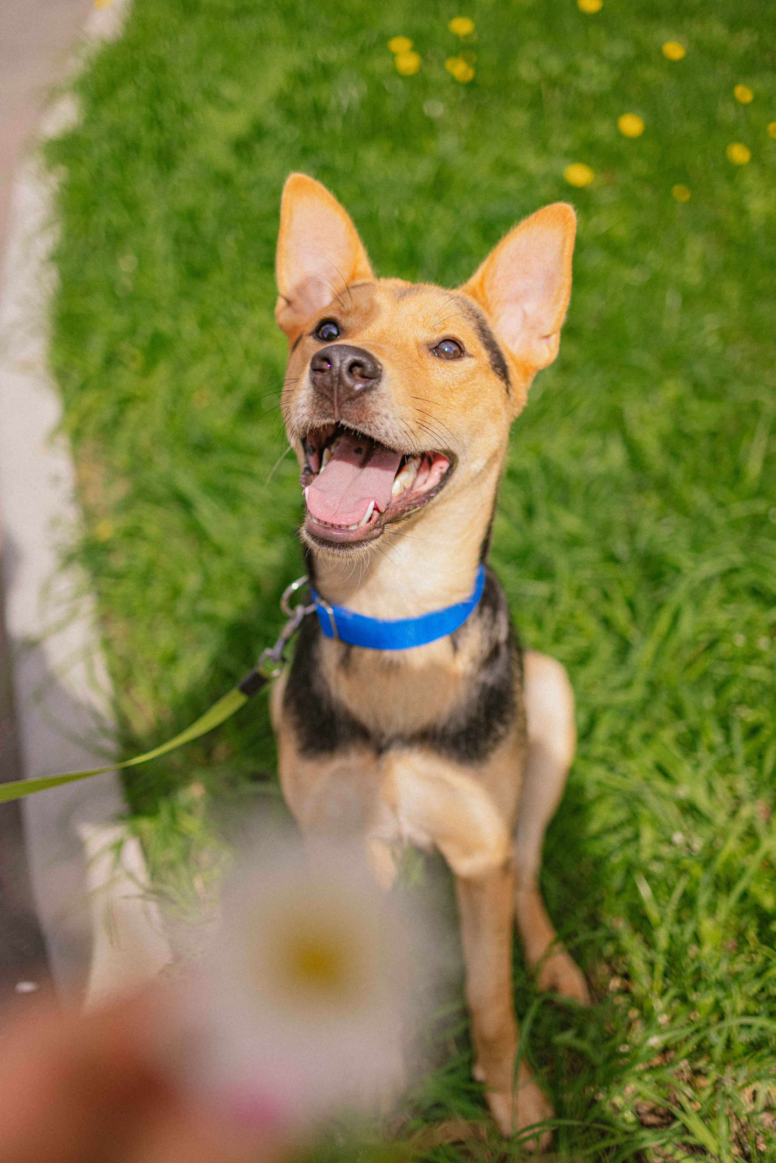 Джеки. Фотограф-анималист в Москве Лера Черноног