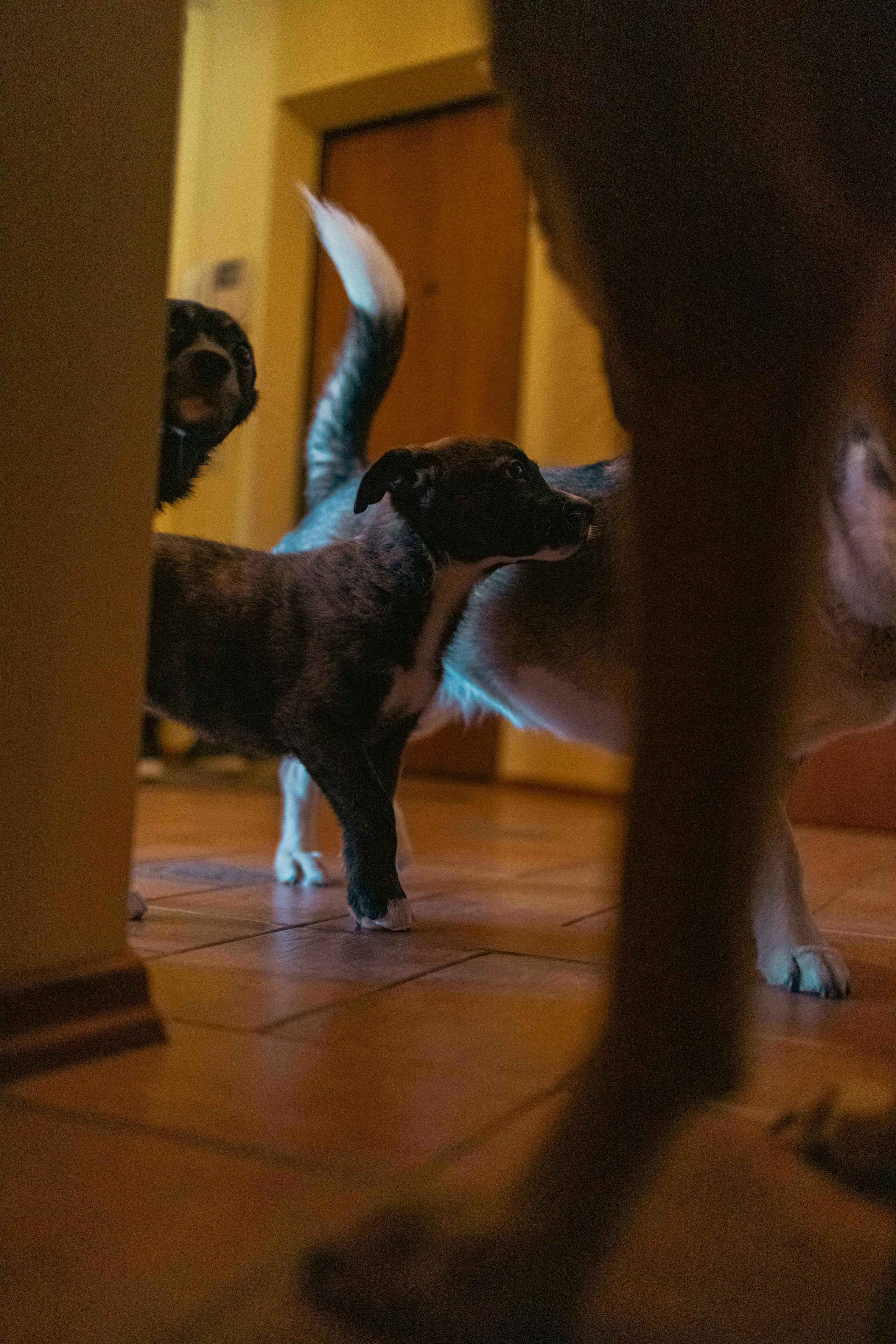 Гайка. Фотограф-анималист в Москве Лера Черноног