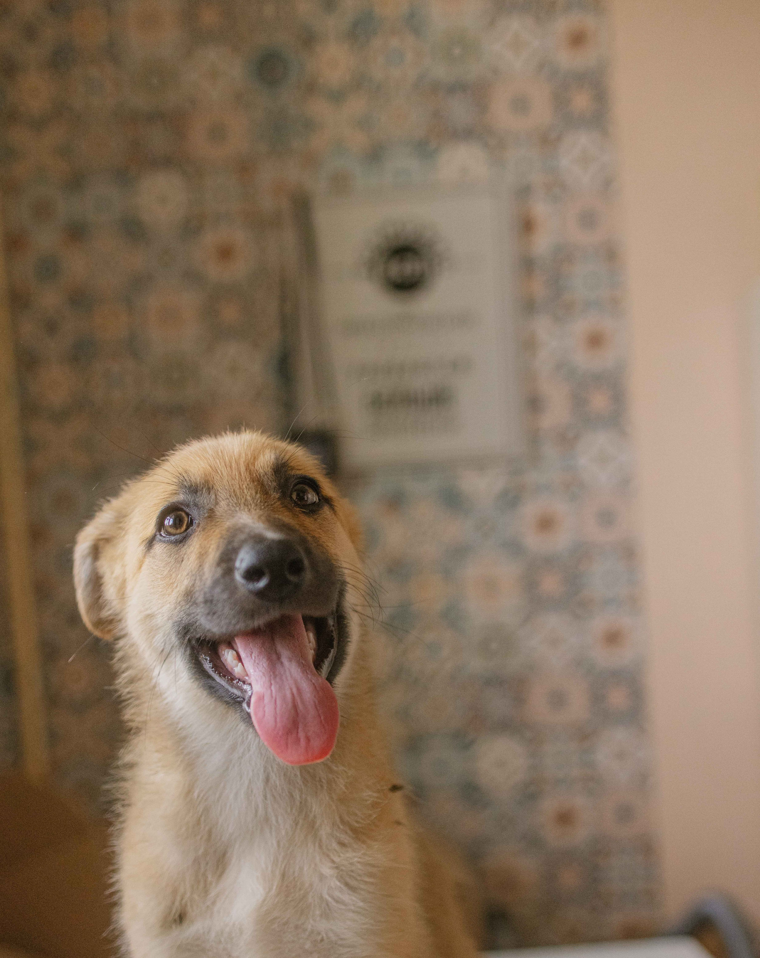 Щеночки на кухне. Фотограф-анималист в Москве Лера Черноног