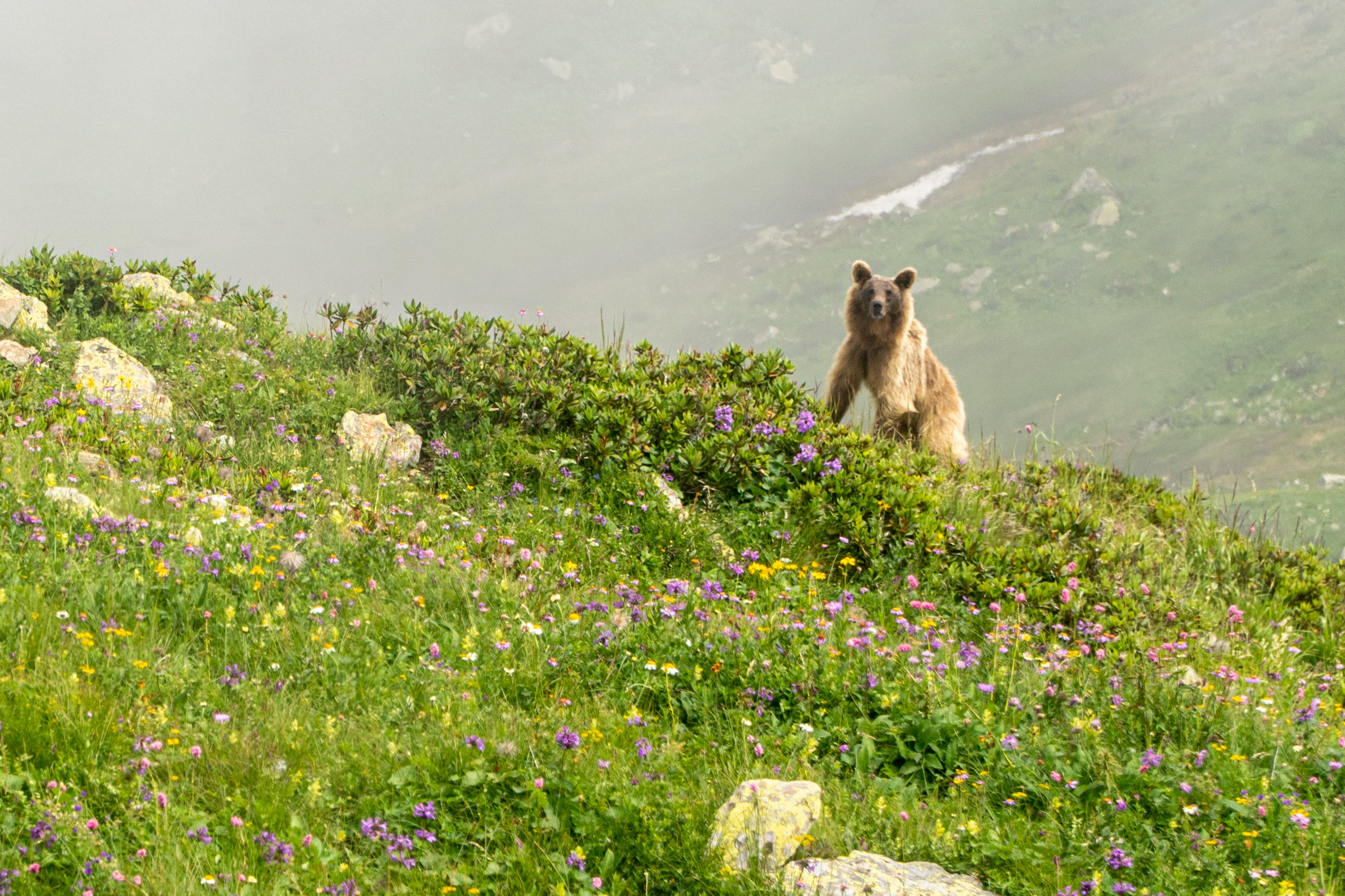 Лето. Горный фотограф в Красной Поляне