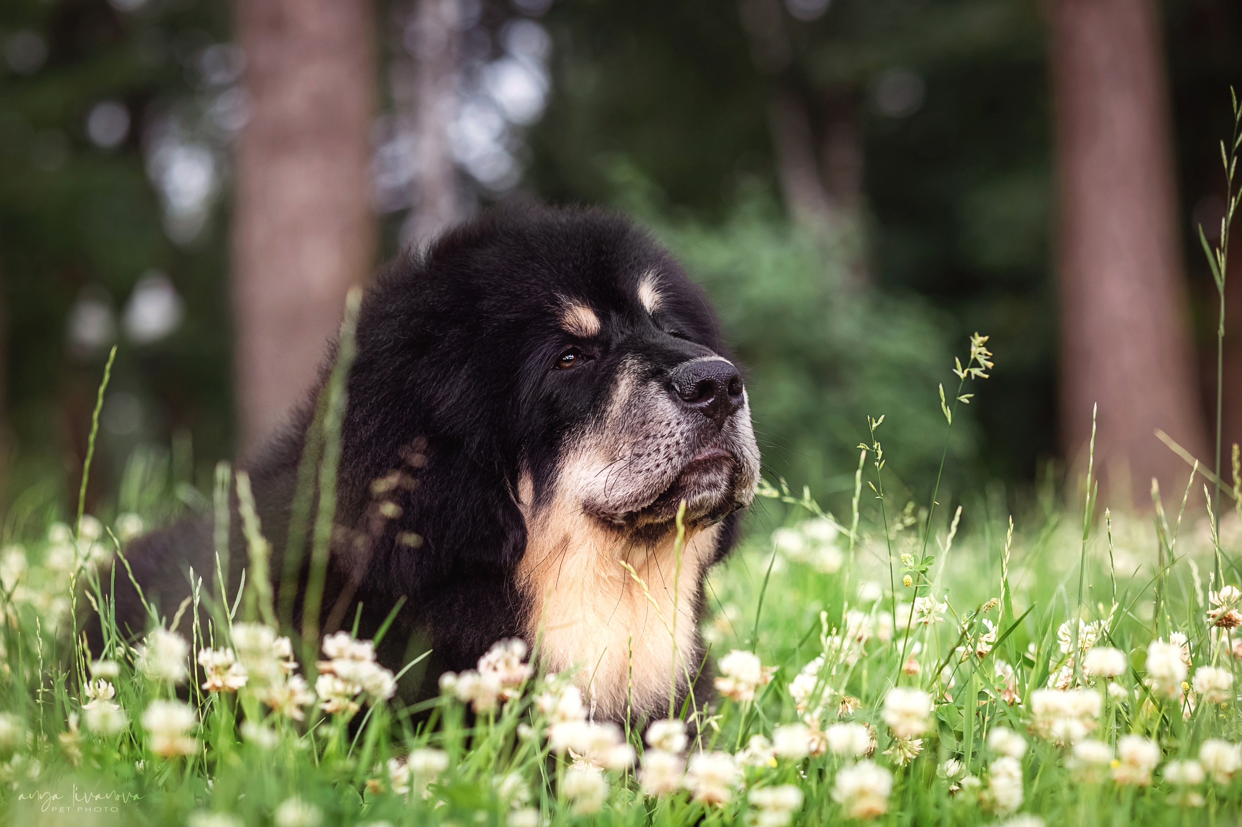 Лео. Фотограф анималист Аня Ливанова | Рыбинск