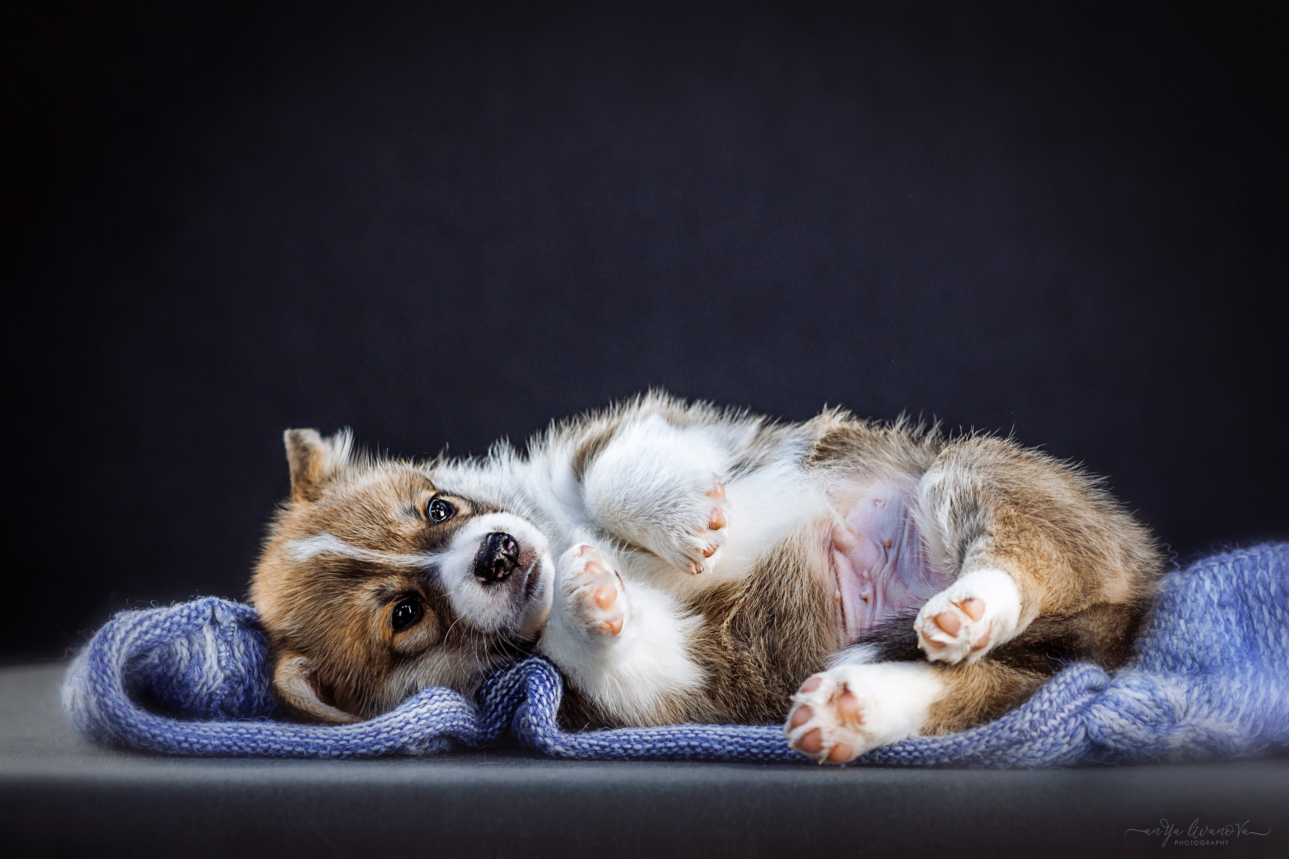 Коржики. Фотограф анималист Аня Ливанова | Рыбинск