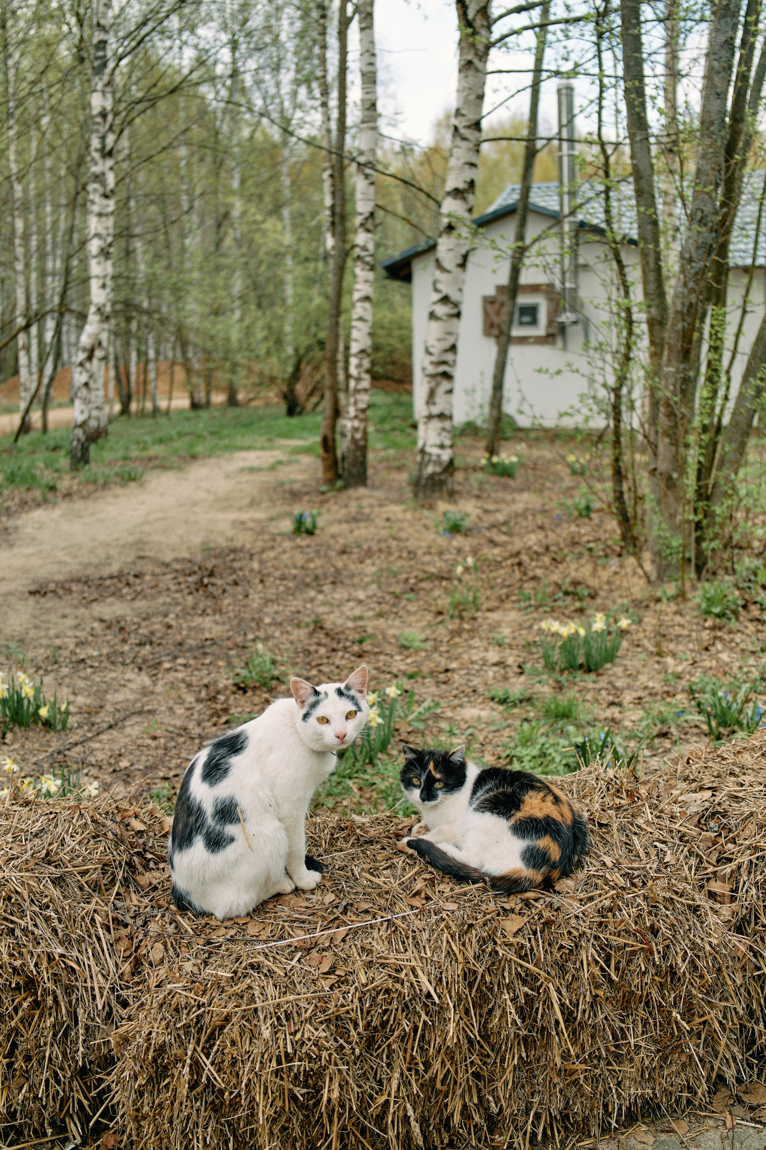 Бутик-отель Поле летом. Профессиональный Фотограф во Владимире, в Москве и в Суздале — Полина Романычева