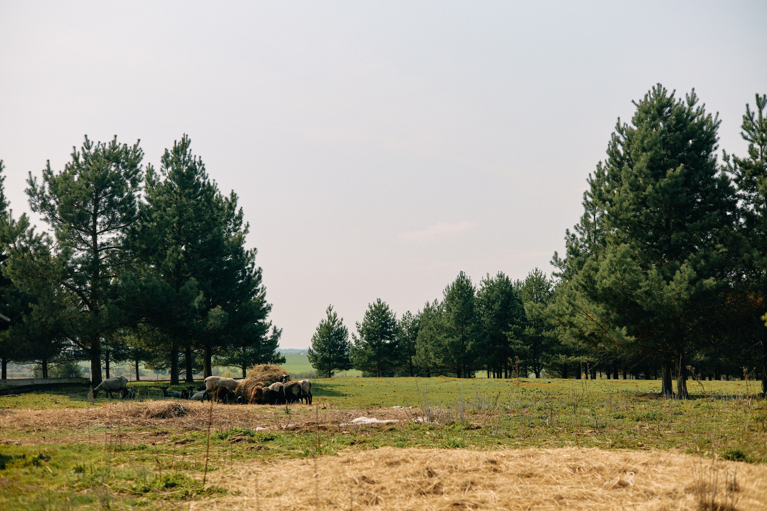 Бутик-отель Поле летом. Профессиональный Фотограф во Владимире, в Москве и в Суздале — Полина Романычева