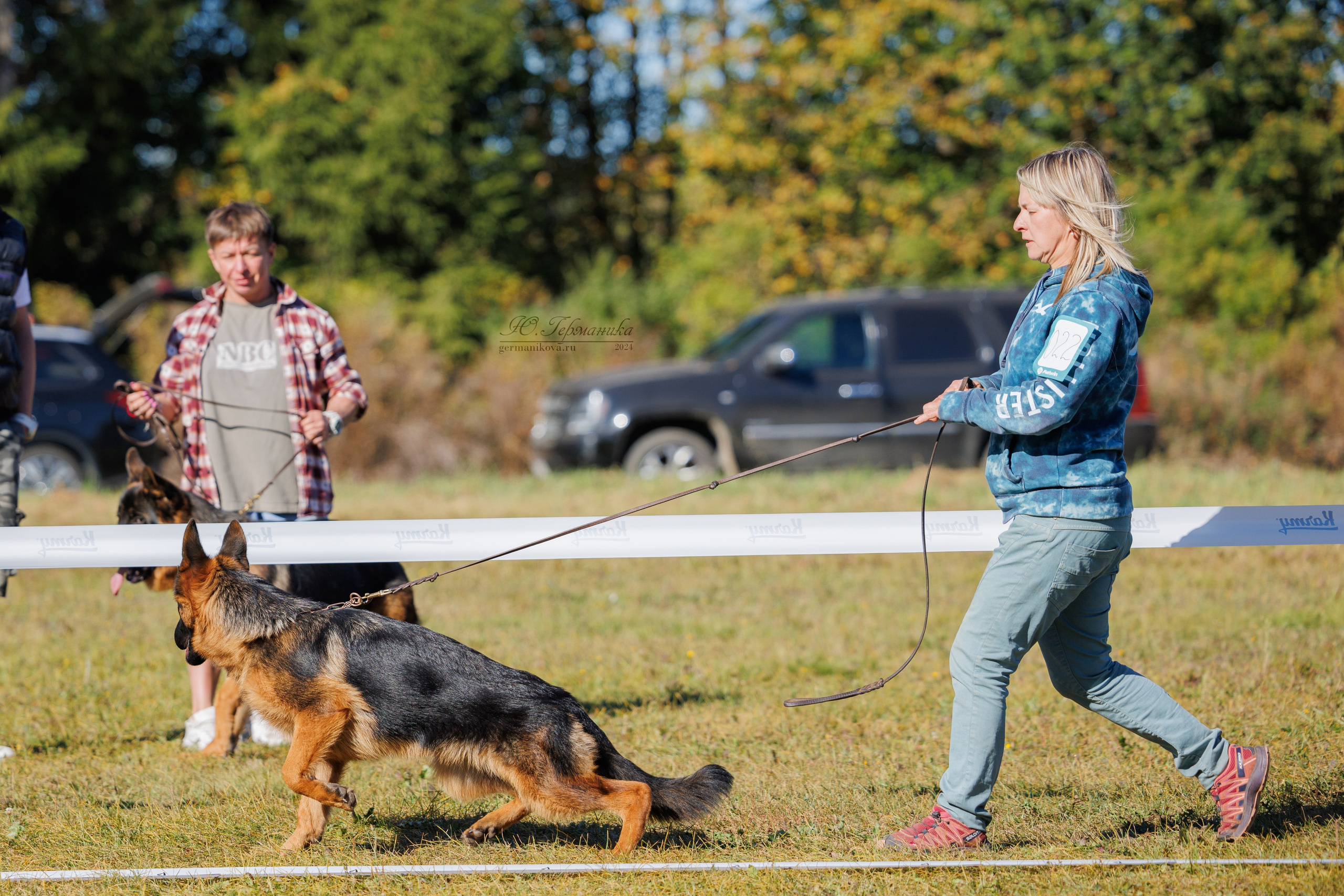 Тверь немецкие овчарки 22.09.2024. Фотограф-анималист Юлия Германика