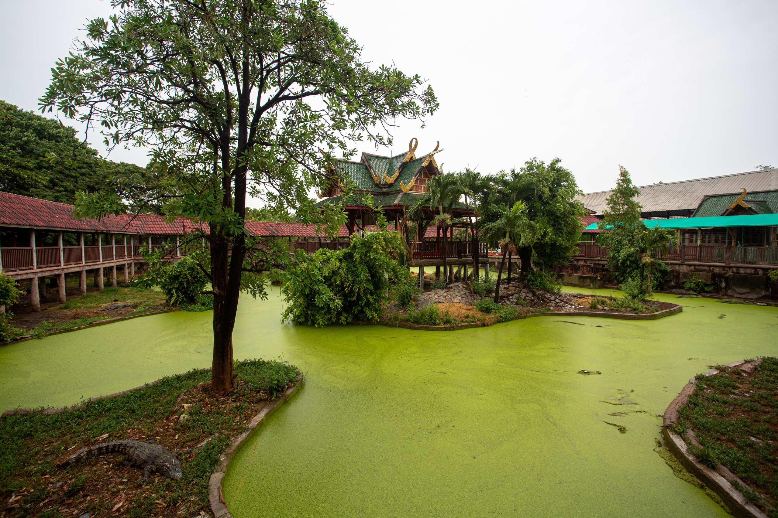 Samut Prakan Crocodile Farm & Zoo. Photographer Sonkina Tatiana (Tanya Ash)