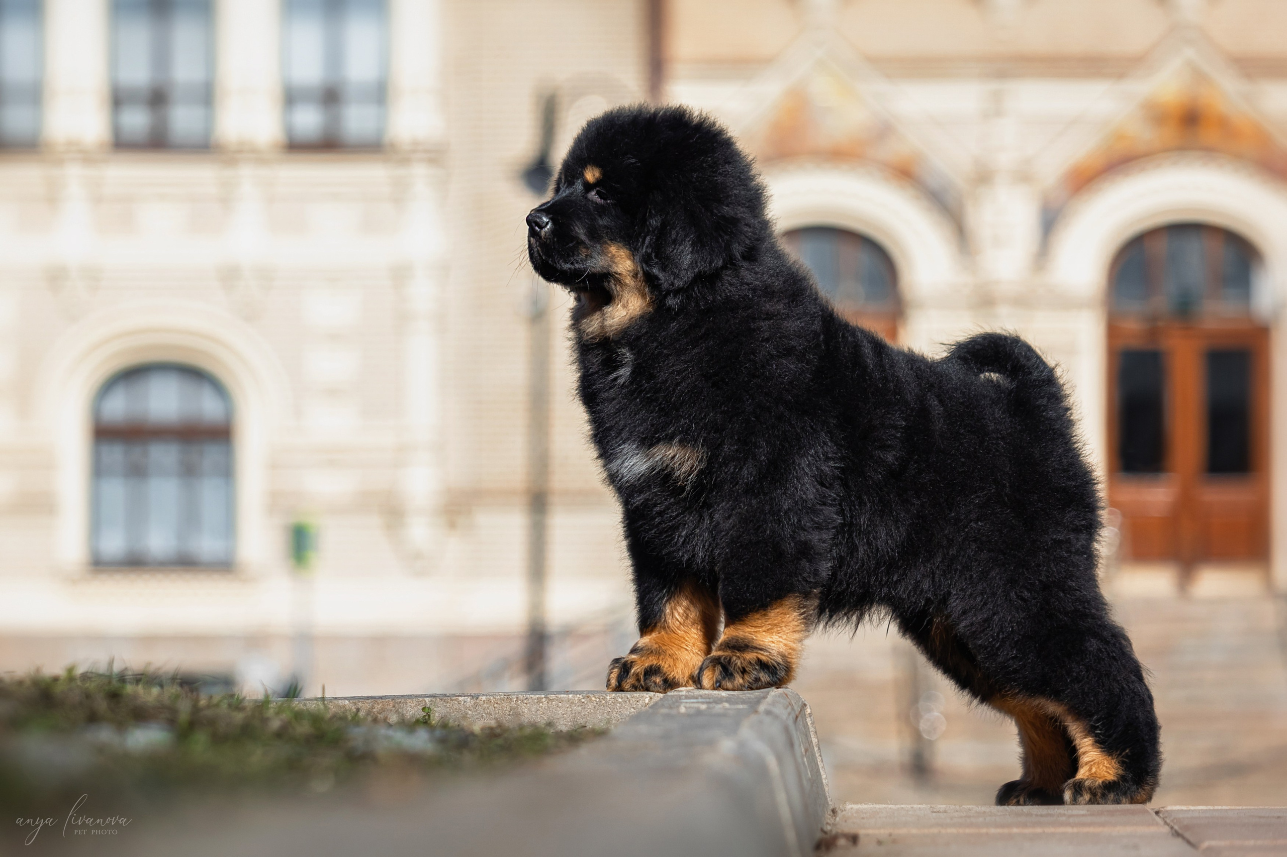 Тибеты. Фотограф анималист Аня Ливанова | Рыбинск