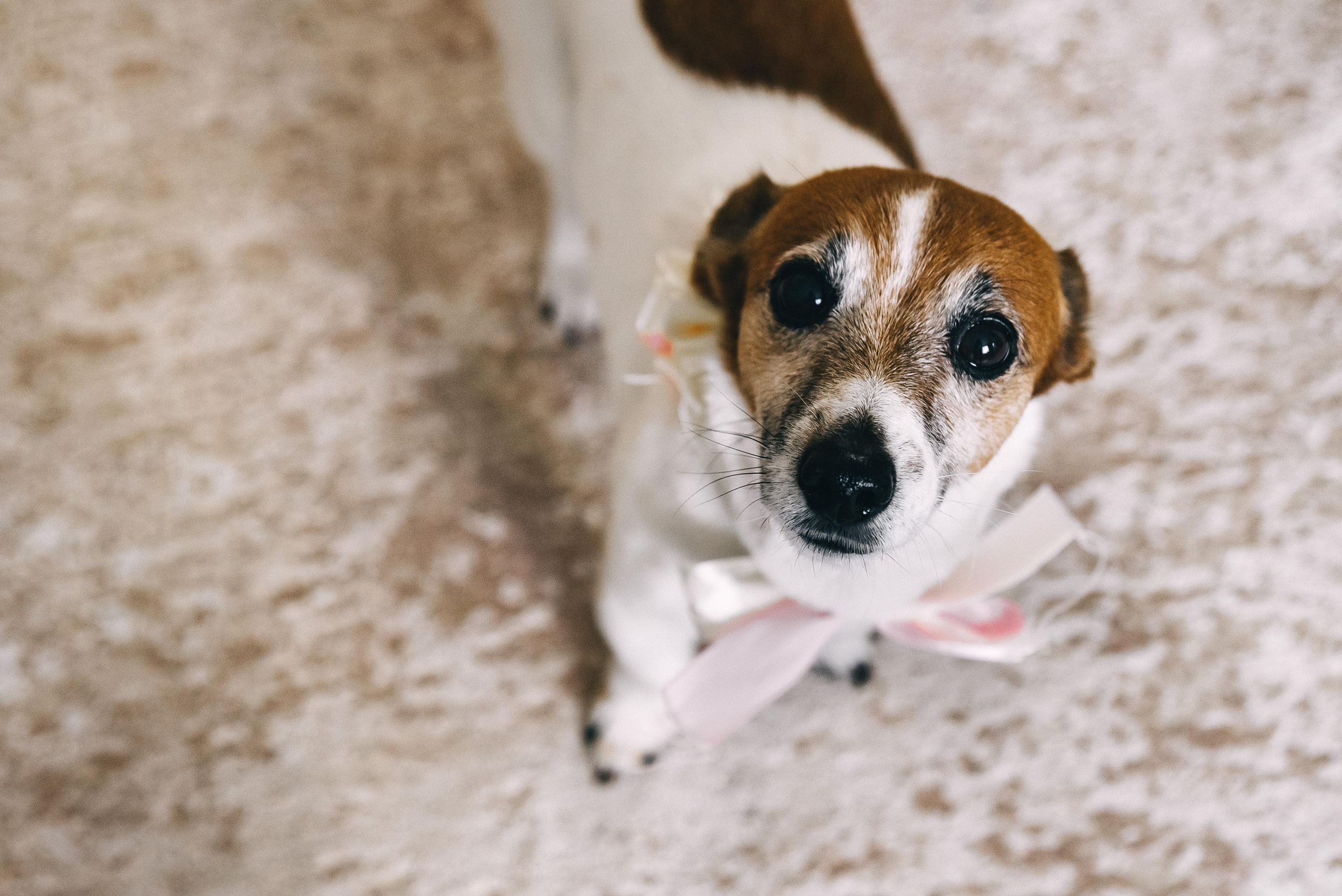 Плясала даже люстра :). Свадебный фотограф Москва — Юлия Фоменко — профессиональный фотограф