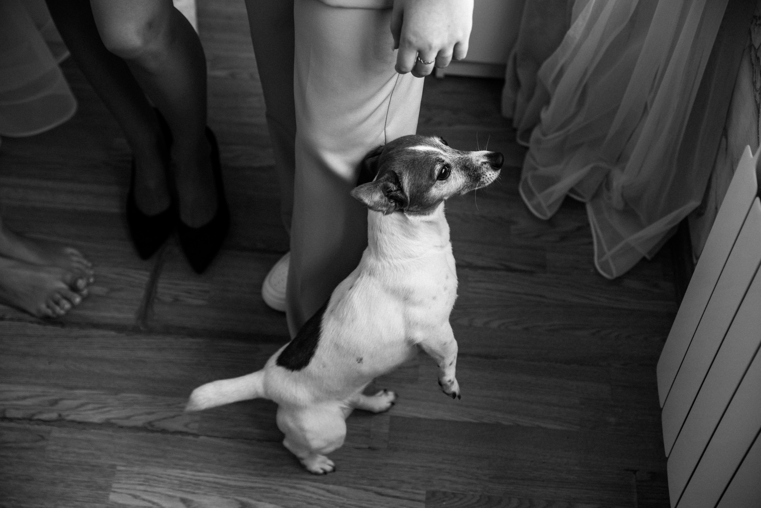 Плясала даже люстра :). Свадебный фотограф Москва — Юлия Фоменко — профессиональный фотограф