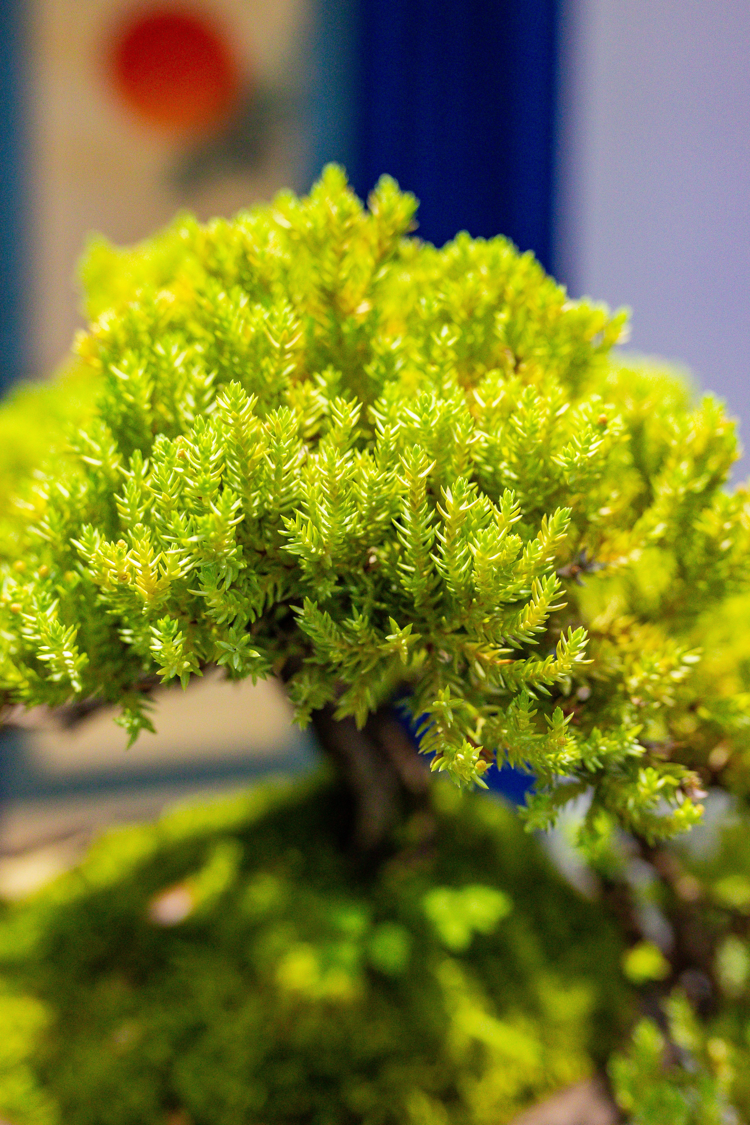 Орхидиум сентябрь 2025. Александра Куликова фотограф, Москва