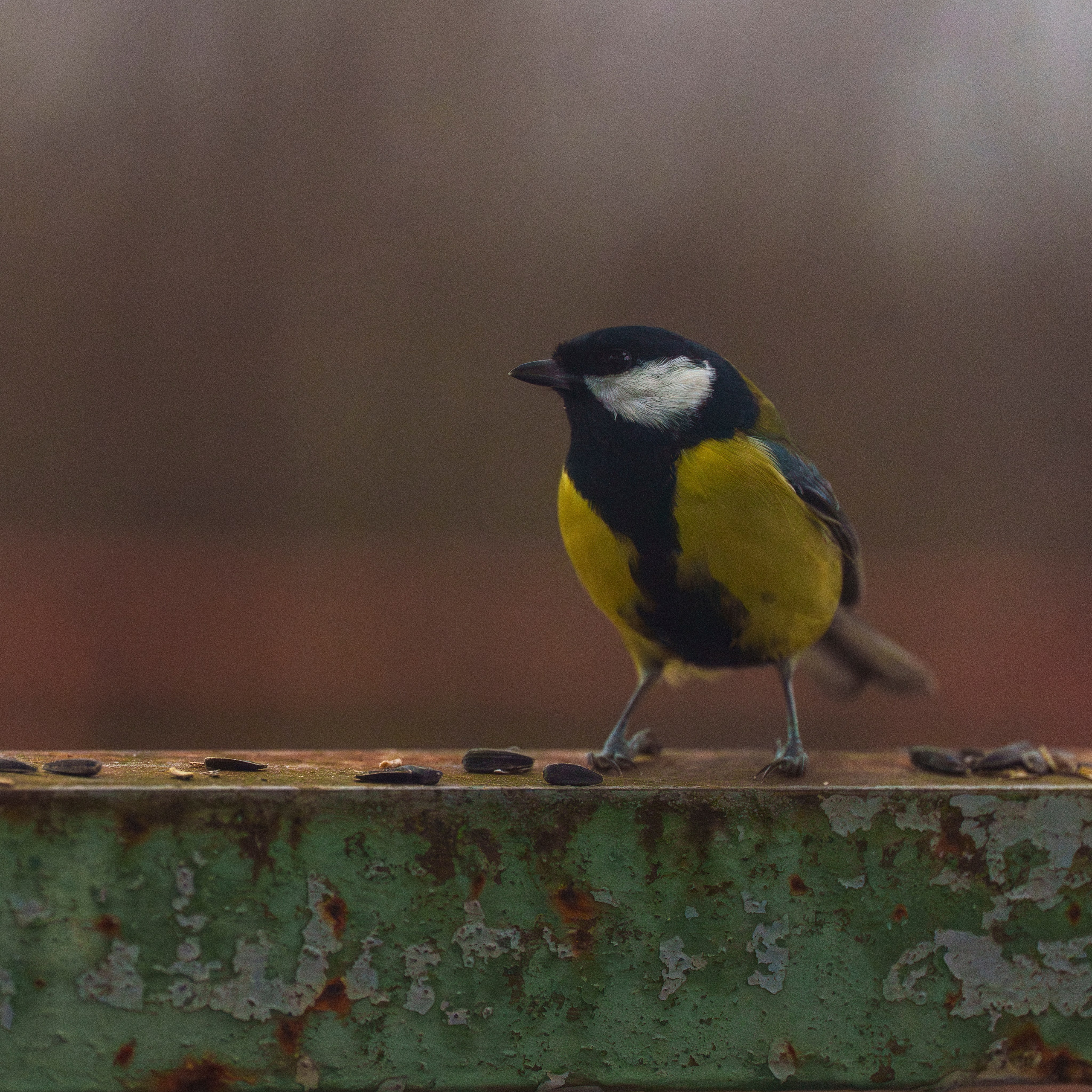 Animals — Животные