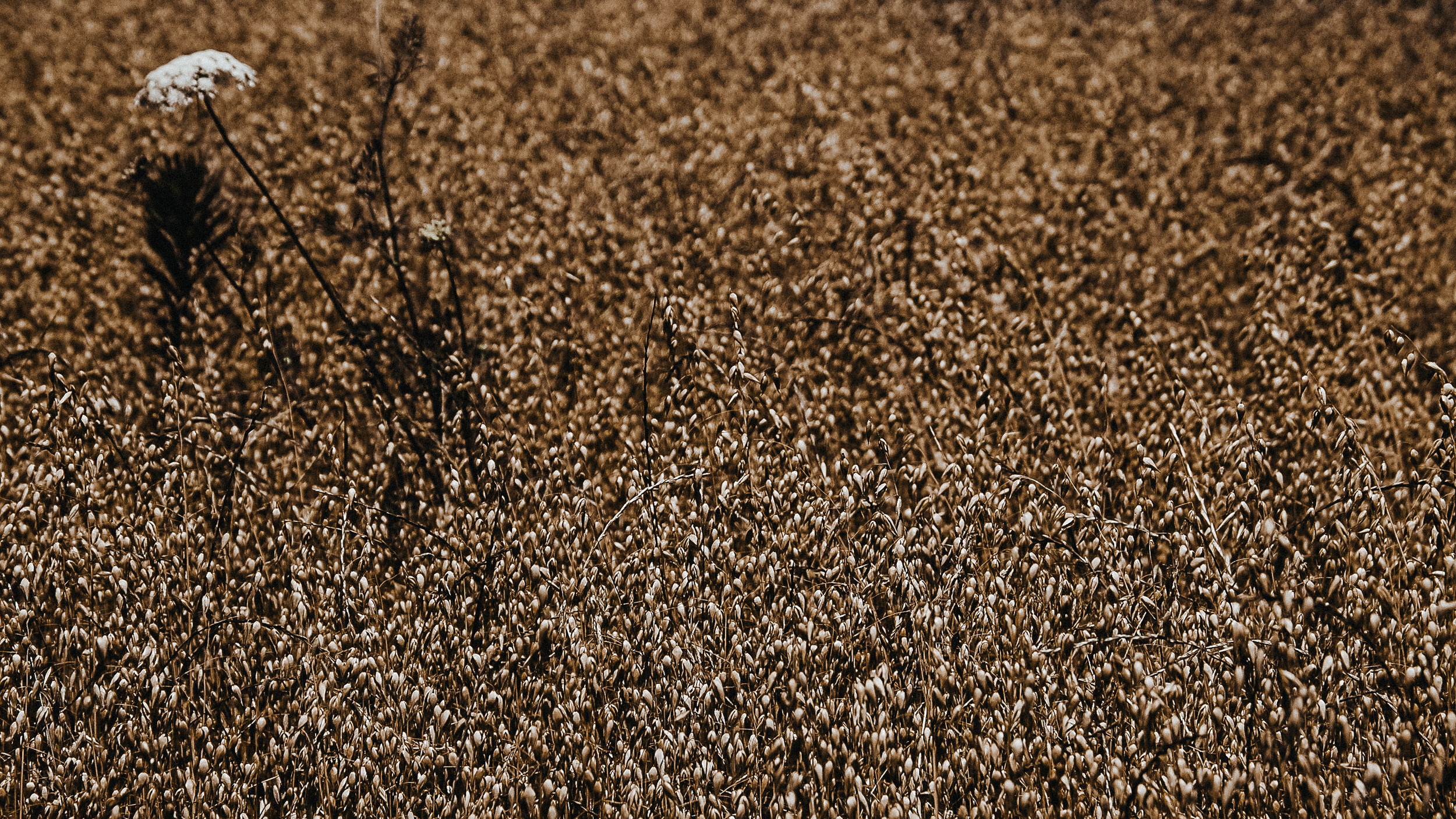 America. ХРОНИКИ ХРОНОСА