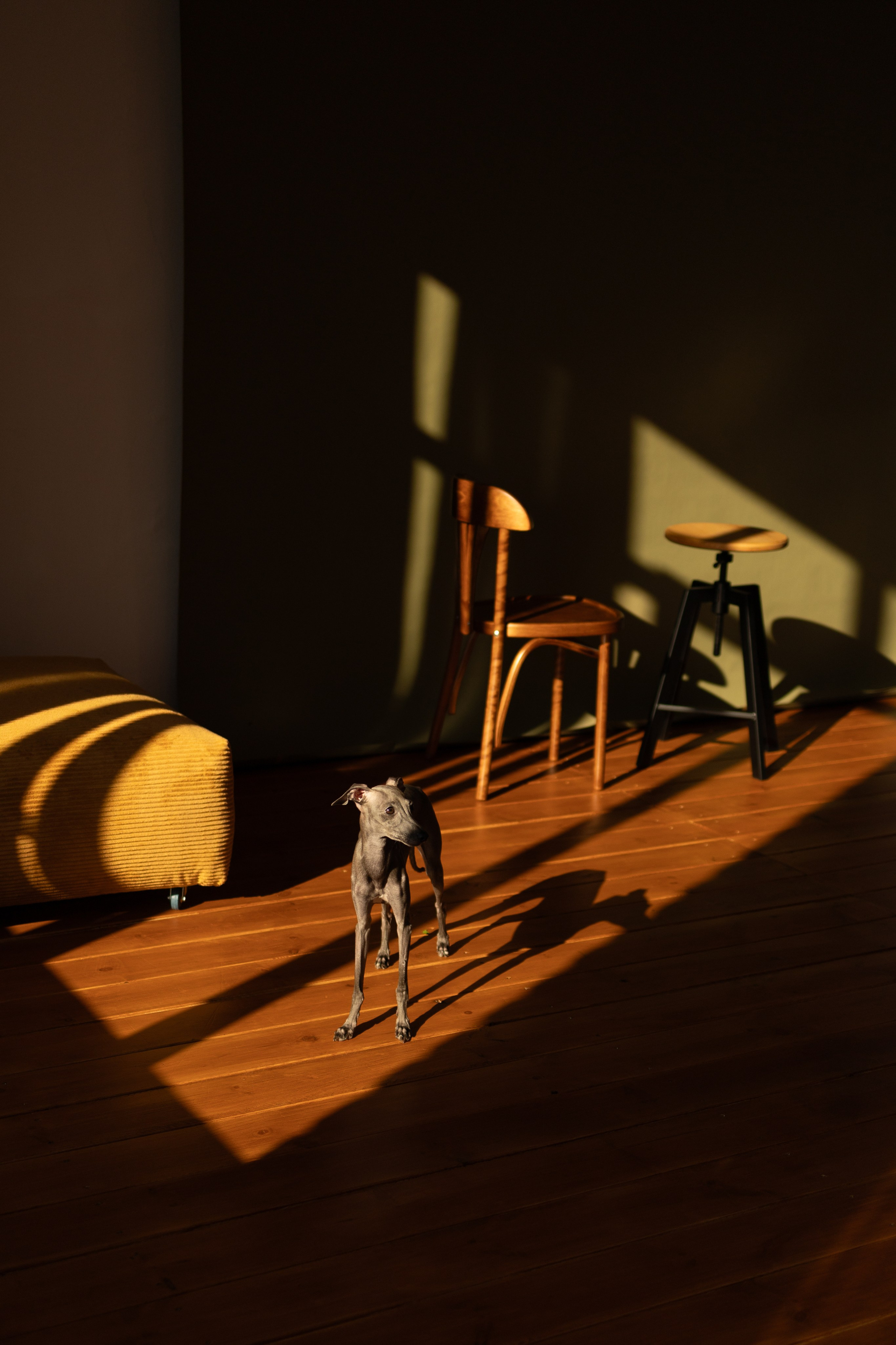 Ксюша и Луна. Фотограф — Анималист | Санкт-Петербург