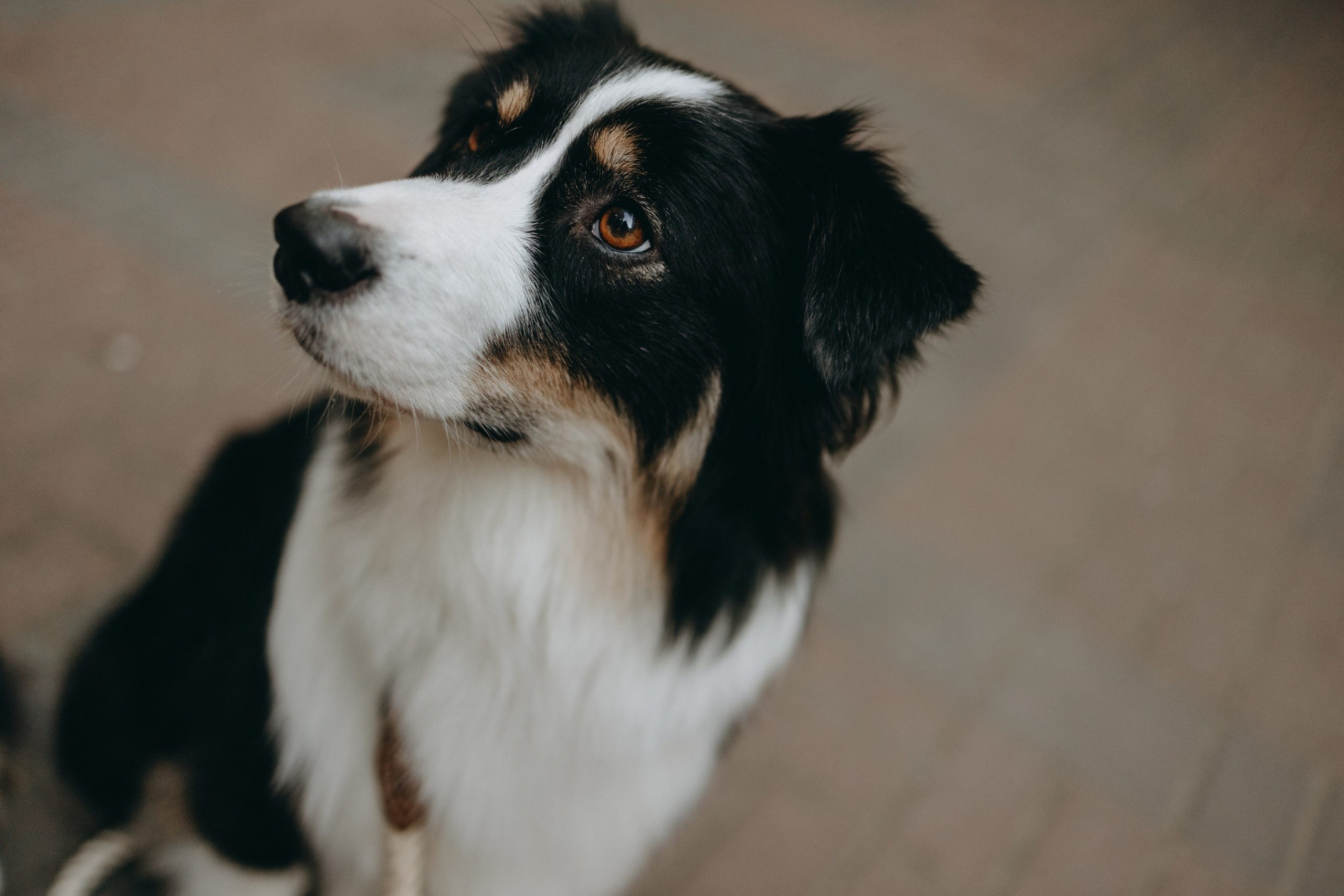 Катя и ее девочки. Фотограф — Анималист | Санкт-Петербург