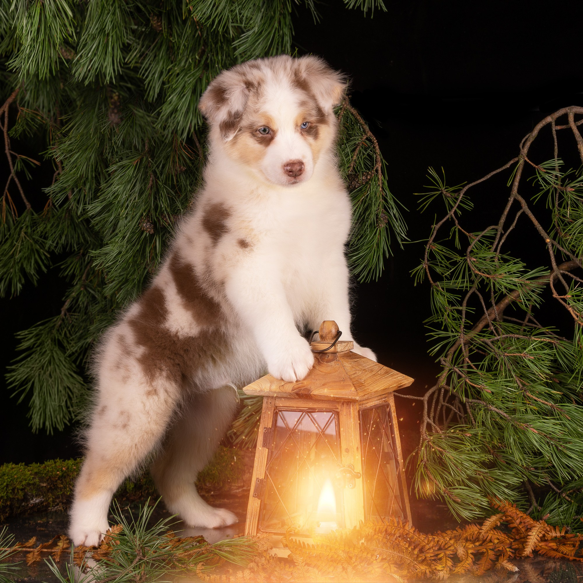 Фотосъёмки щенков. Фотограф-анималист Natalia Deingel | Фотосъемка собак в Москве