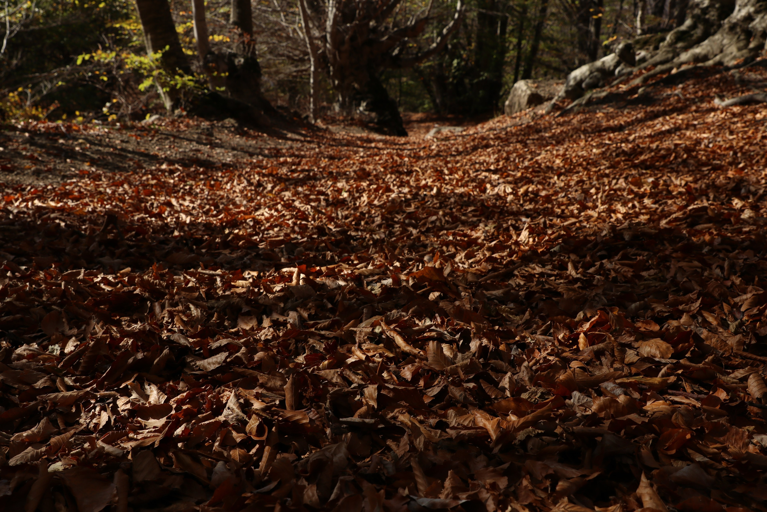 Крым. ЮБК (Гурзуф, Судак и их окрестности). Ноябрь 2023. Путешественник-фотограф из Санкт-Петербурга Татьяна Свистулина