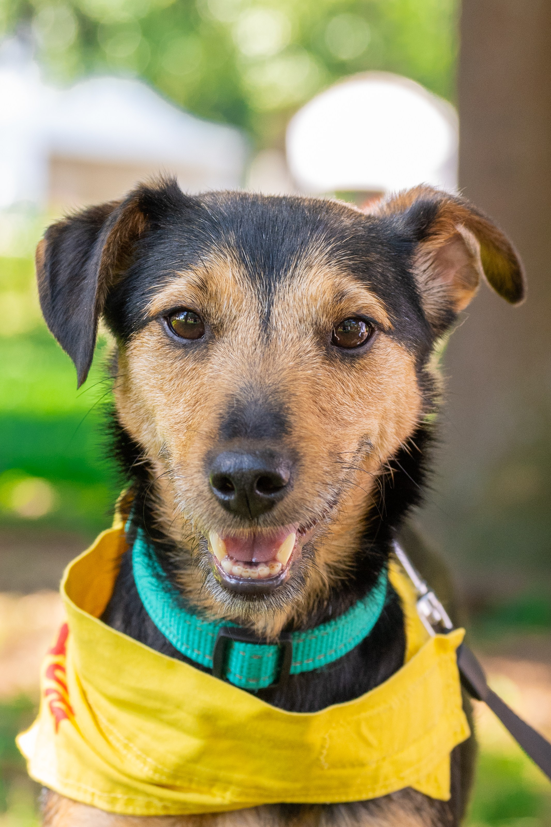 Портреты питомцев. Фотограф в Санкт-Петербурге Александра Ладыгина