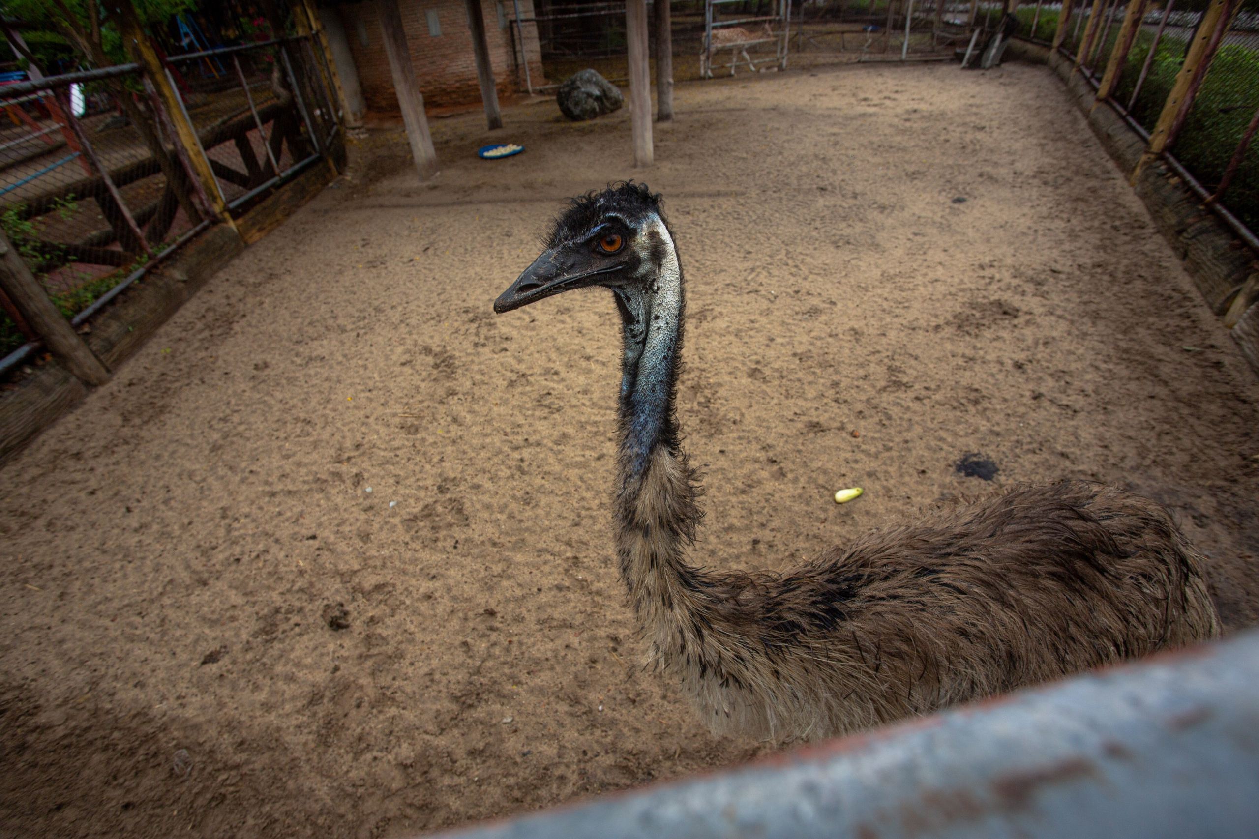 Samut Prakan Crocodile Farm & Zoo. Photographer Sonkina Tatiana (Tanya Ash)